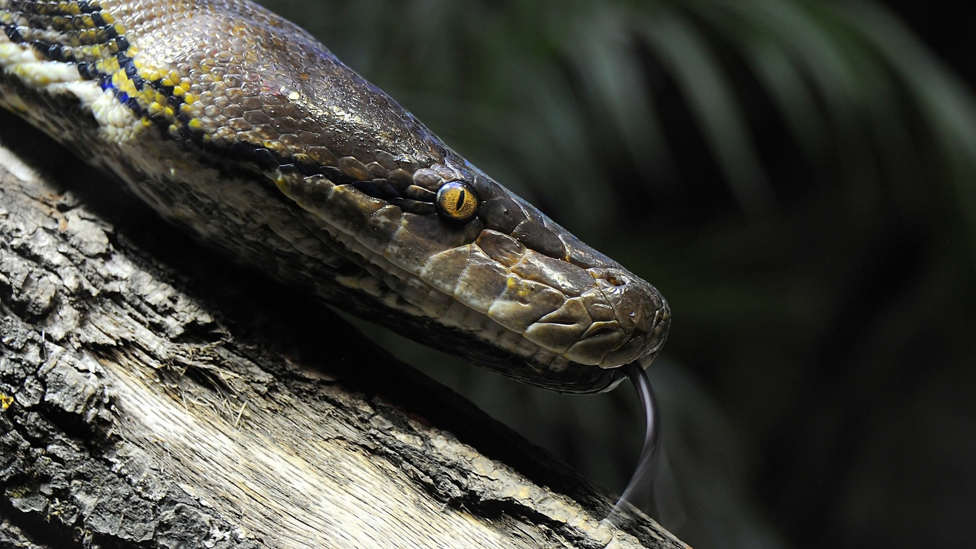 animals, python, reptiles, snake