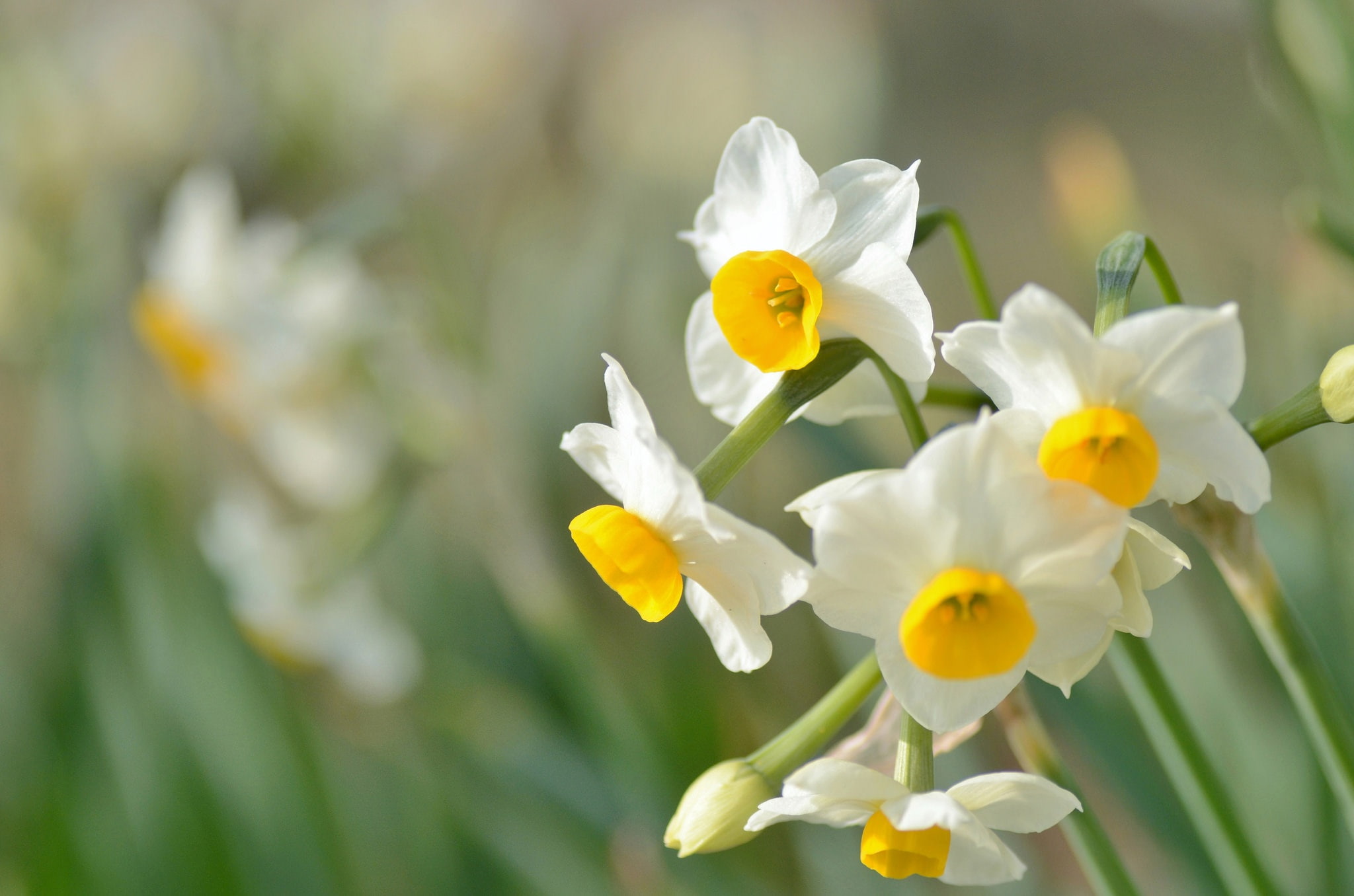 daffodil, flower, nature, summer, white