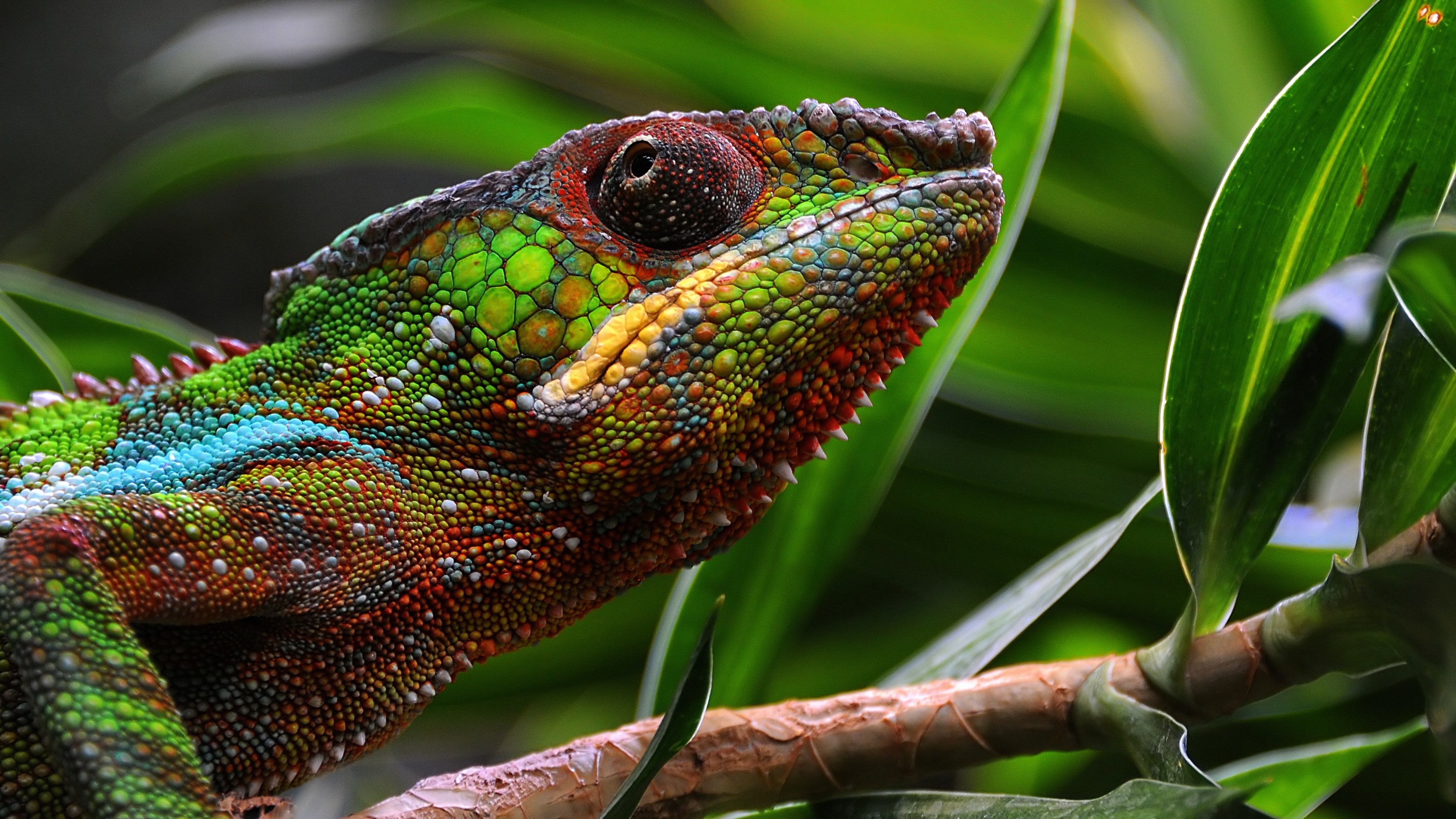 Free download | HD wallpaper: chameleon | Wallpaper Flare