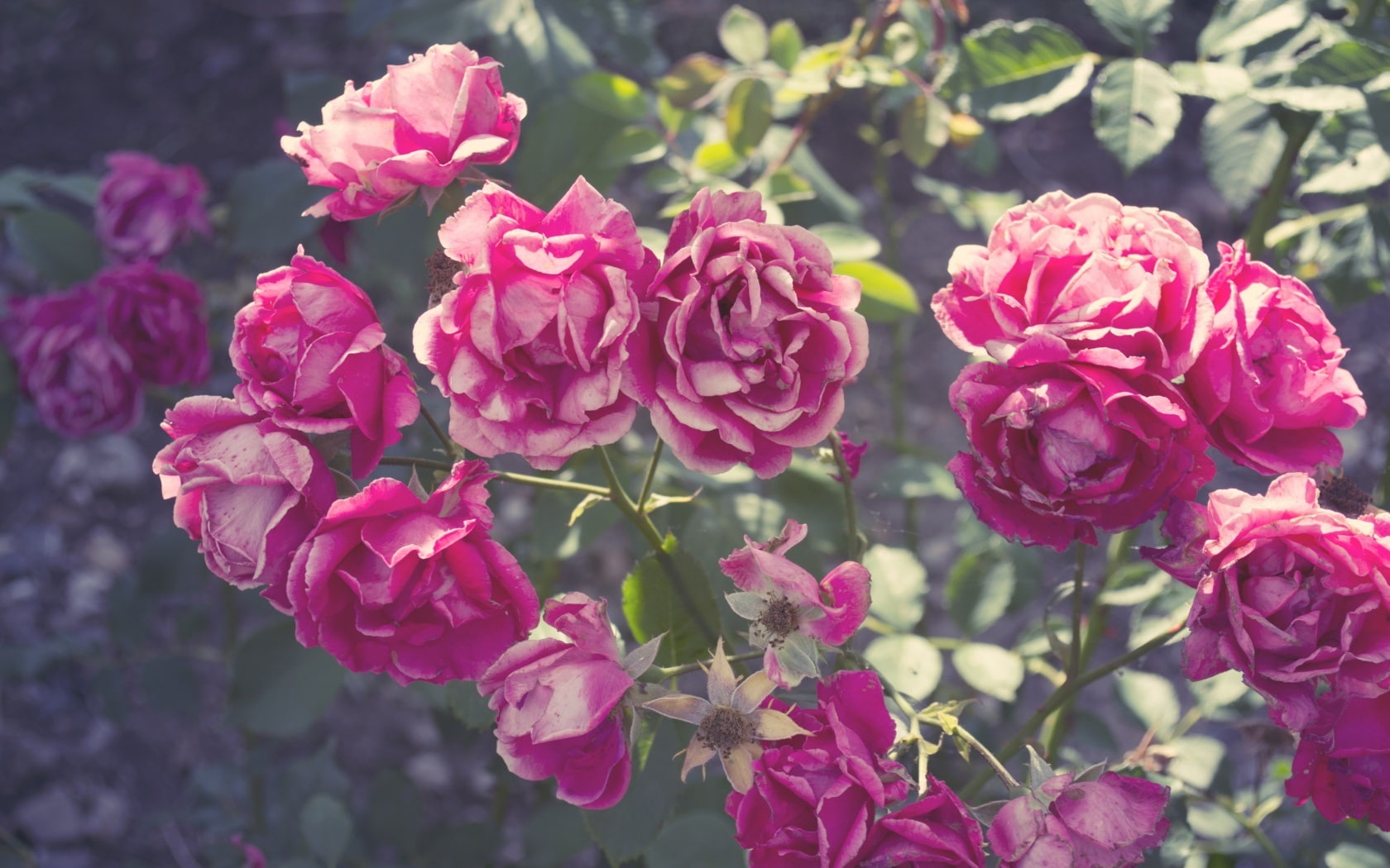 Summer, pink rose flowers