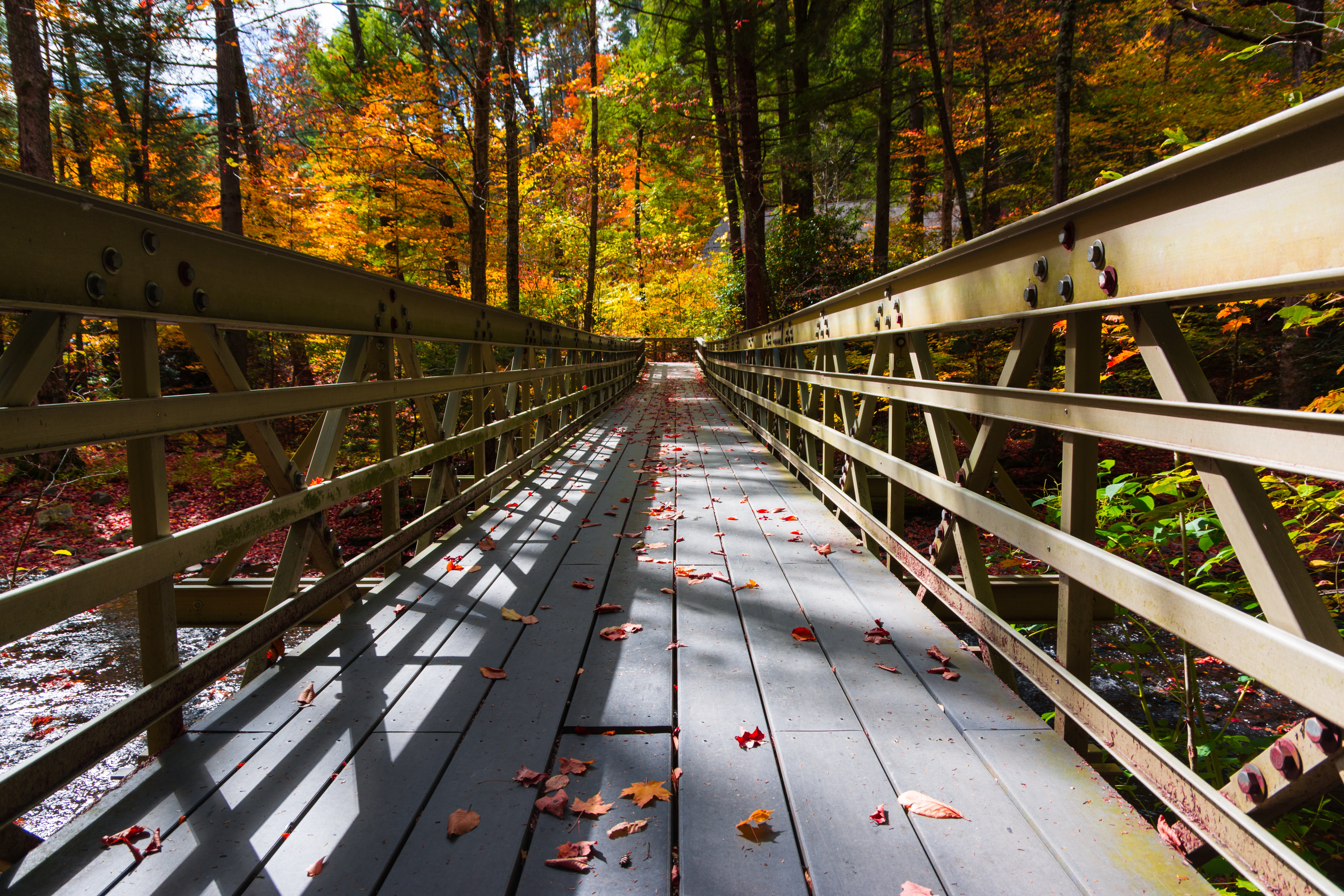 photo of gray wooden bridge, autumn  fall, forest, nature, tree