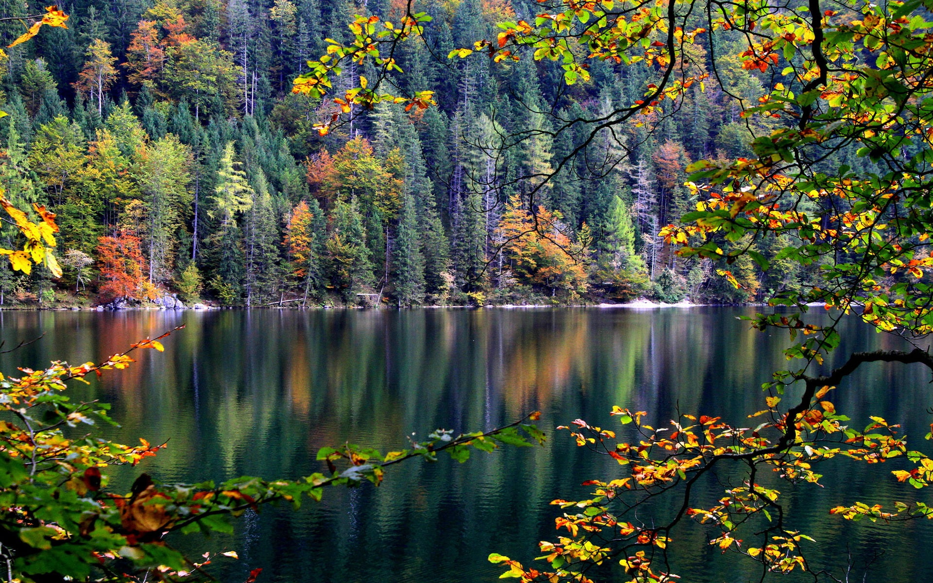 Forest, trees, river, autumn, leaves
