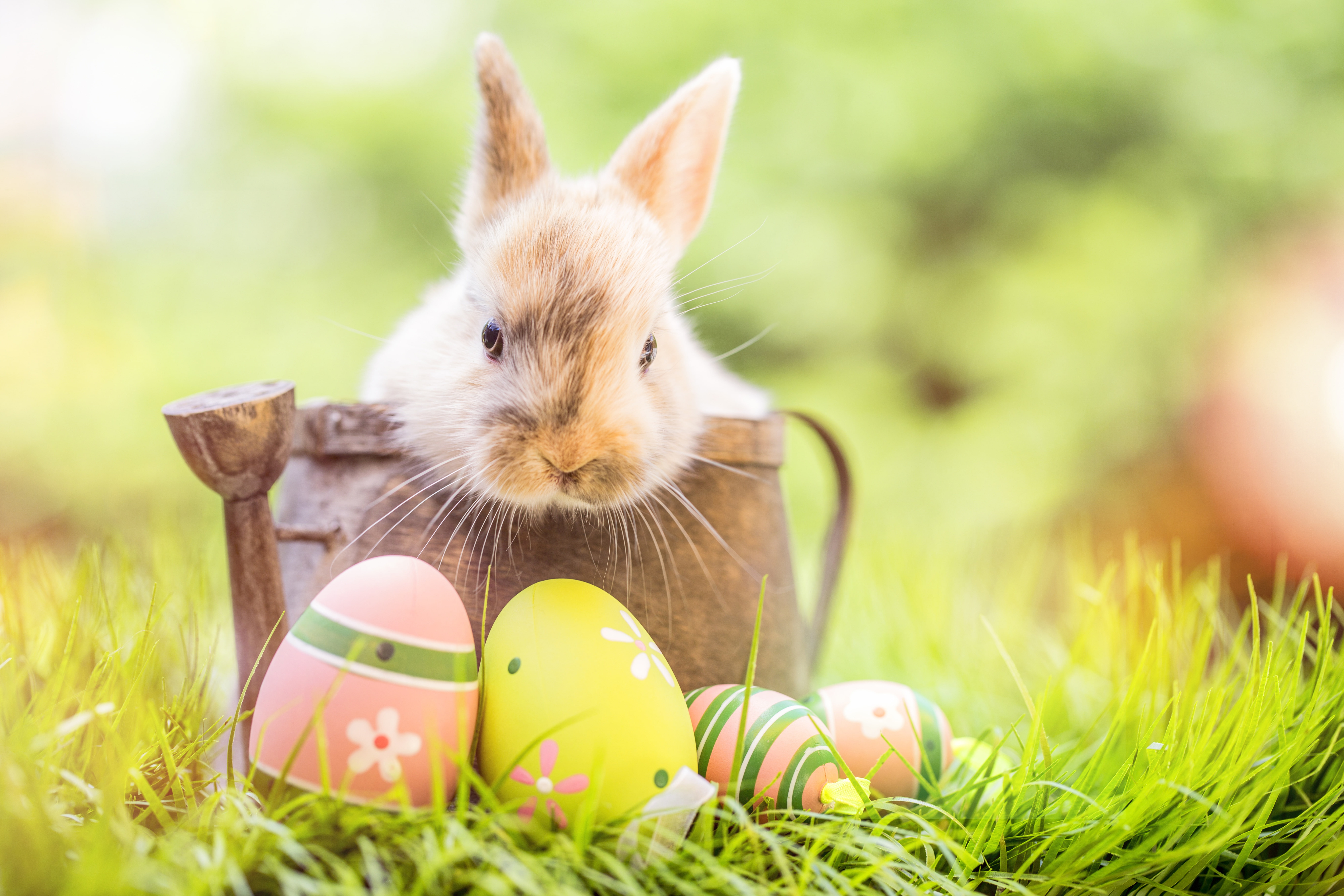 grass, flowers, rabbit, Easter, happy, spring, eggs, bunny