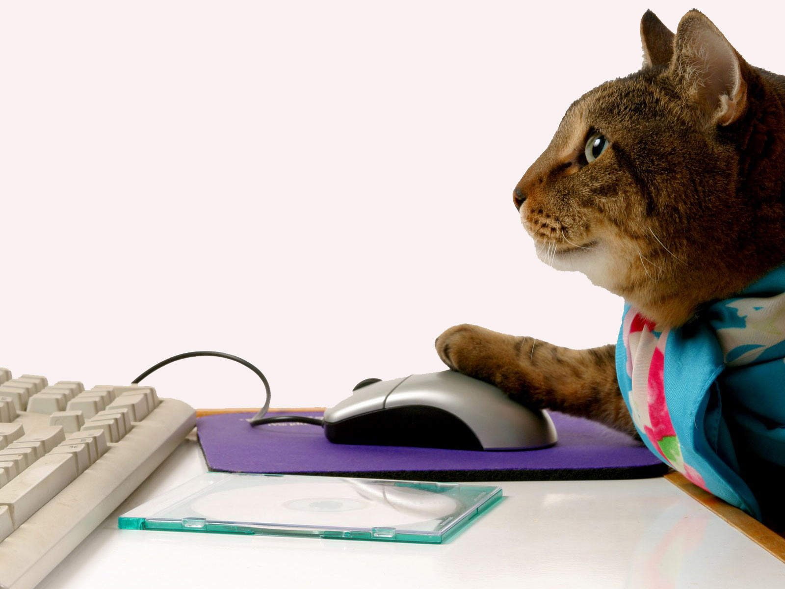 cat, computer, engineering, science, tech
