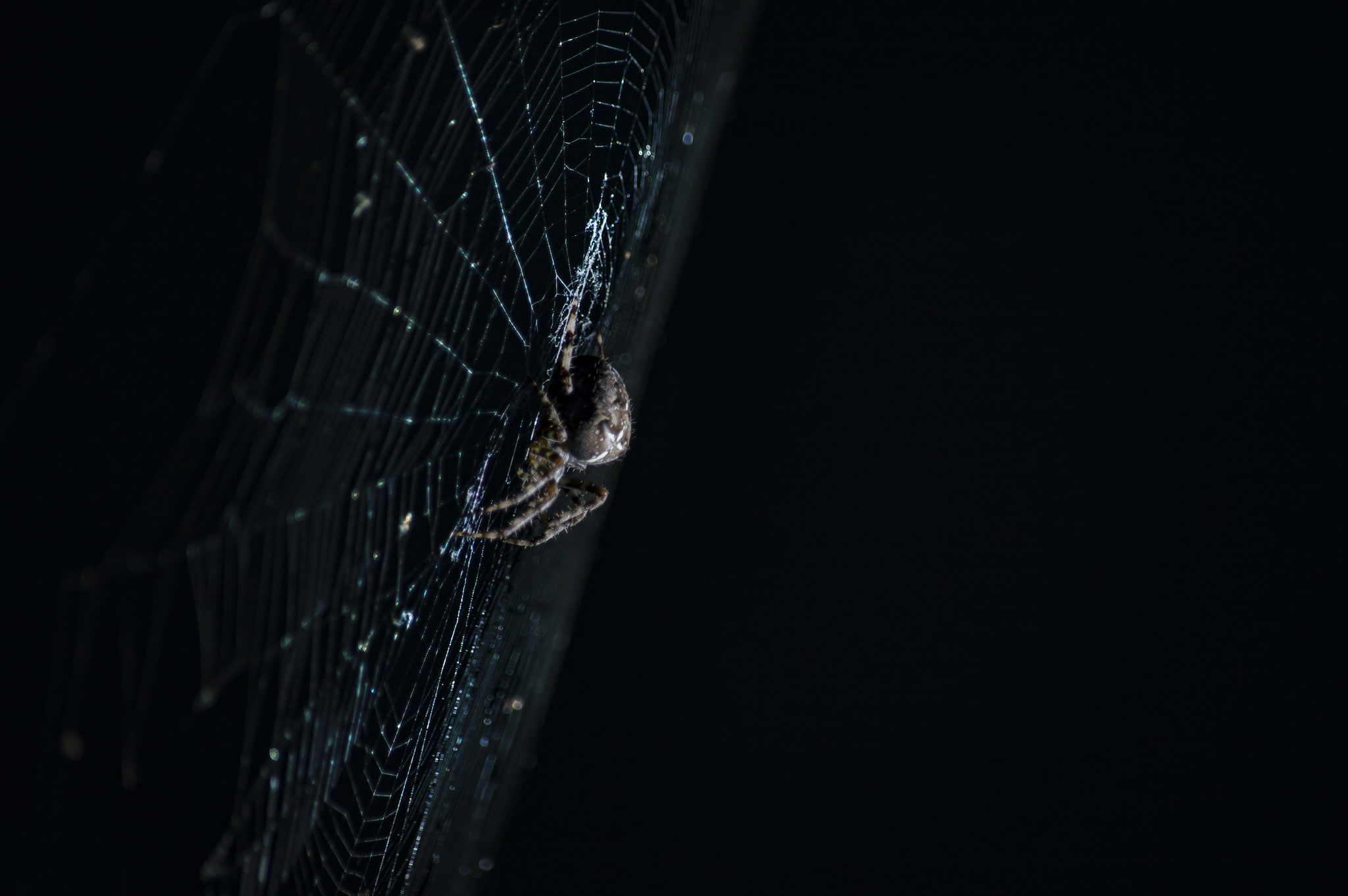 macro, spider, web