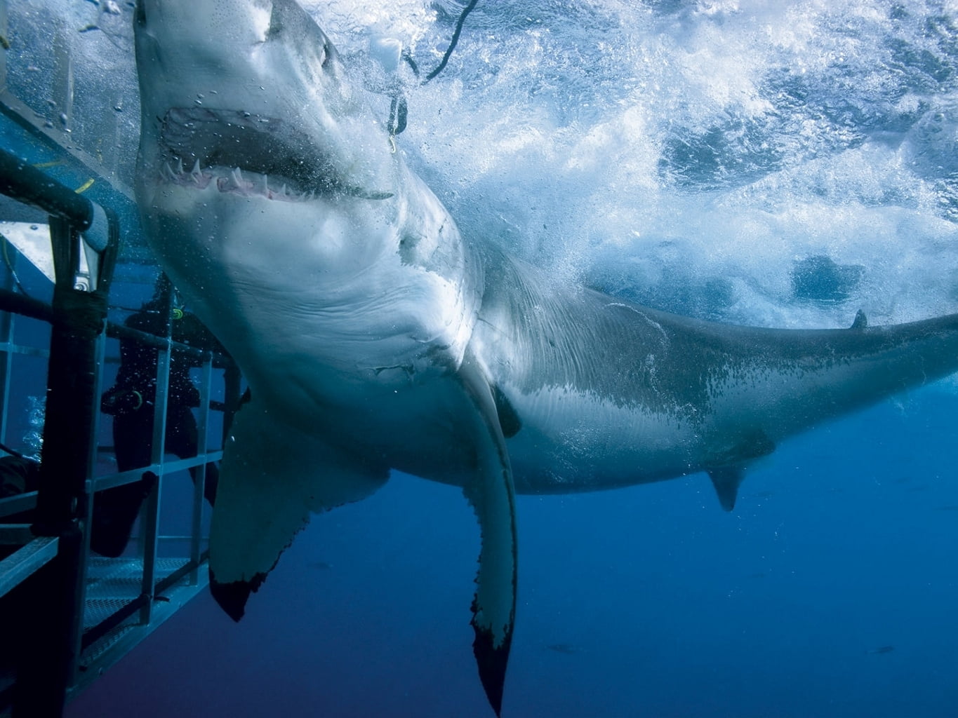 great white shark, sea, attack, water, underwater, animal, nature