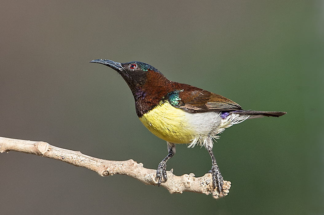 brown and yellow bird perched on tree branch, purple rumped sunbird, purple rumped sunbird