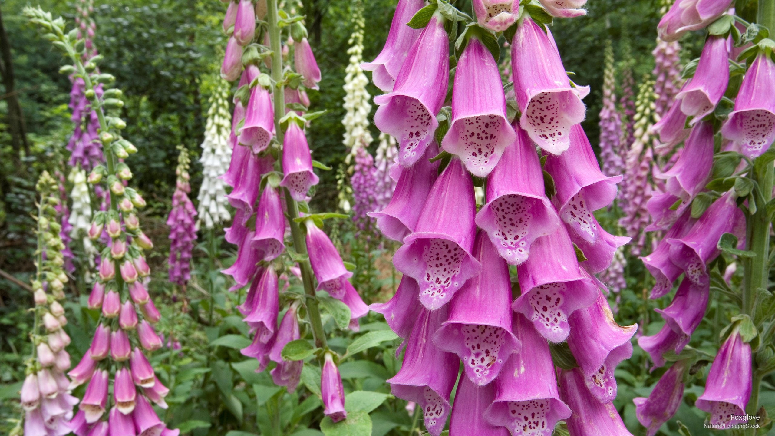 Free download | HD wallpaper: Foxglove, Flowers/Gardens | Wallpaper Flare