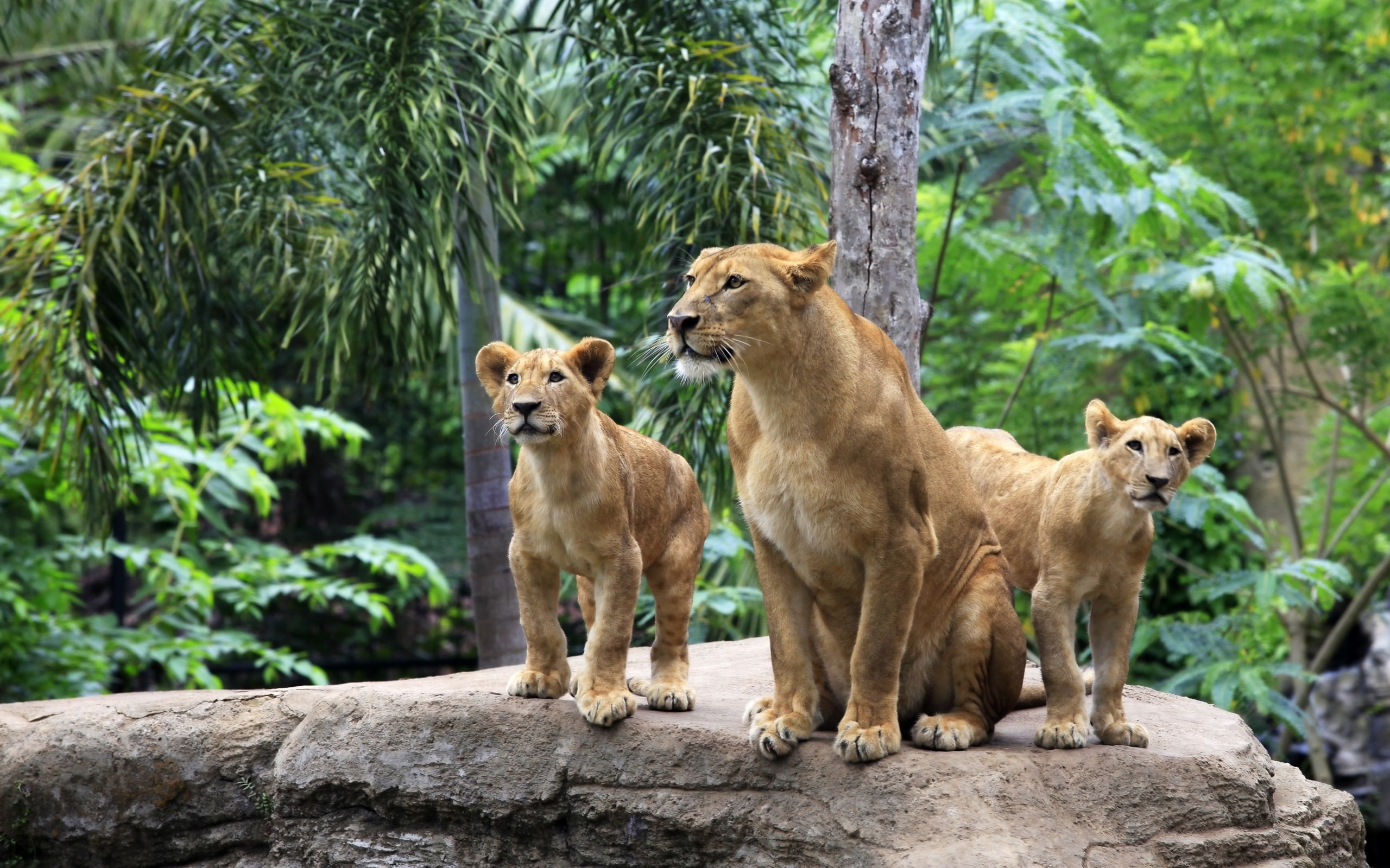 Lion family, lioness, lion cubs