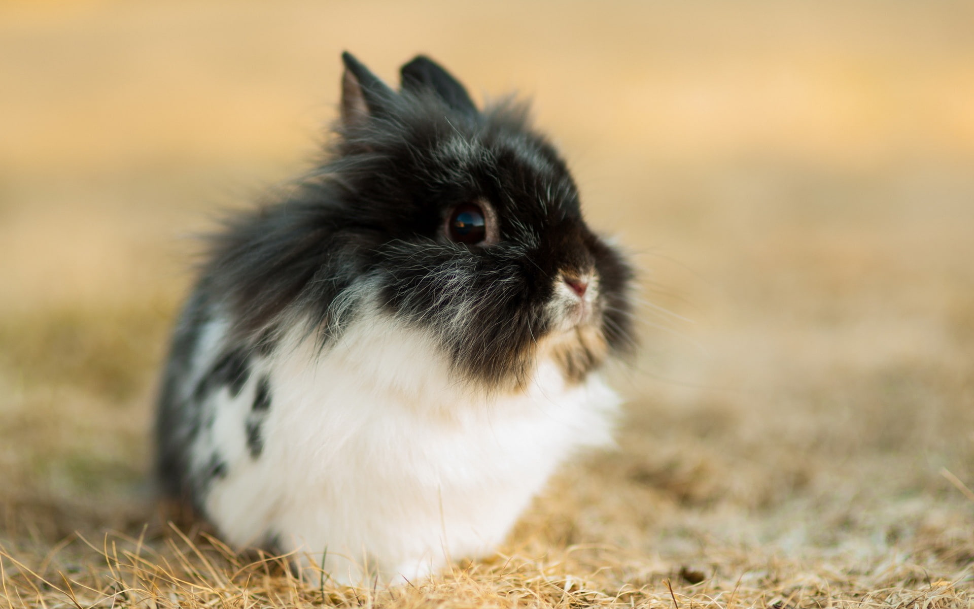 Free download | HD wallpaper: Cute rabbit, black white, black and white