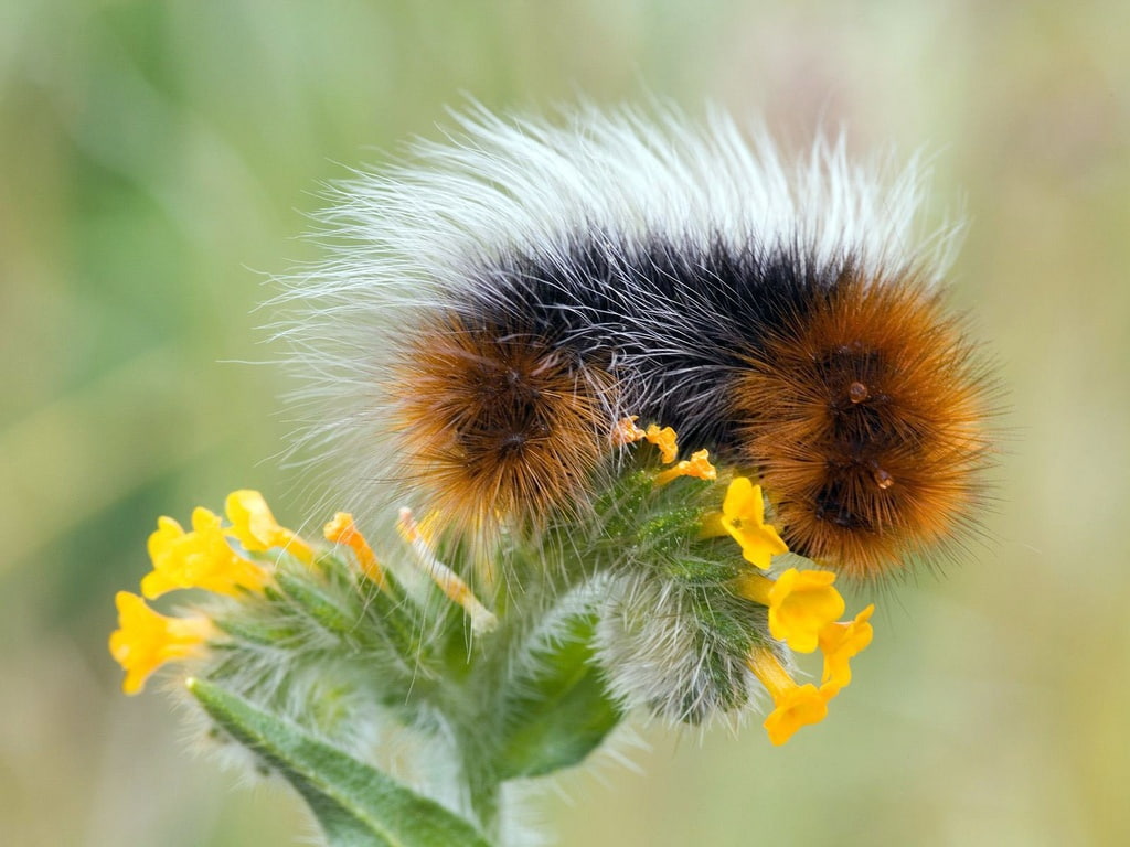 brown bug Caterpillar Animals Bugs HD Art, Flowers, insect, fluffy