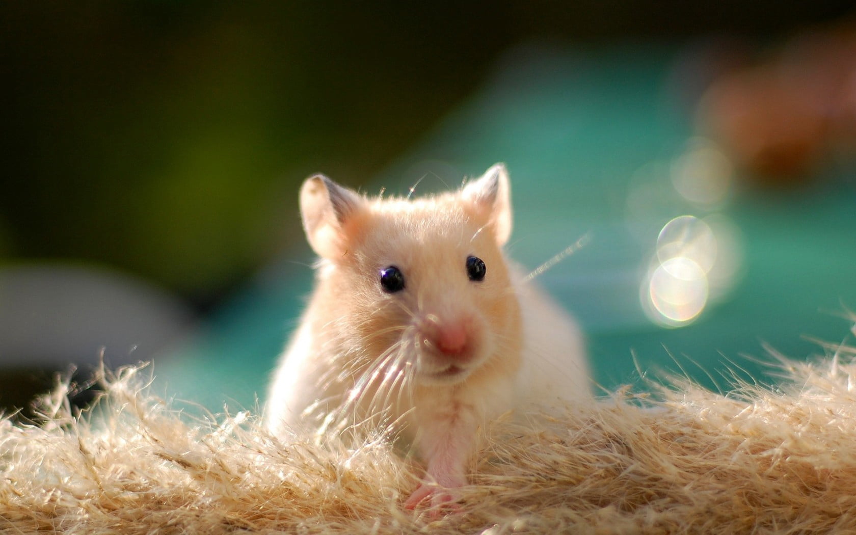 white and beige mouse, hamster, rodent, animal, cute, pets, mammal