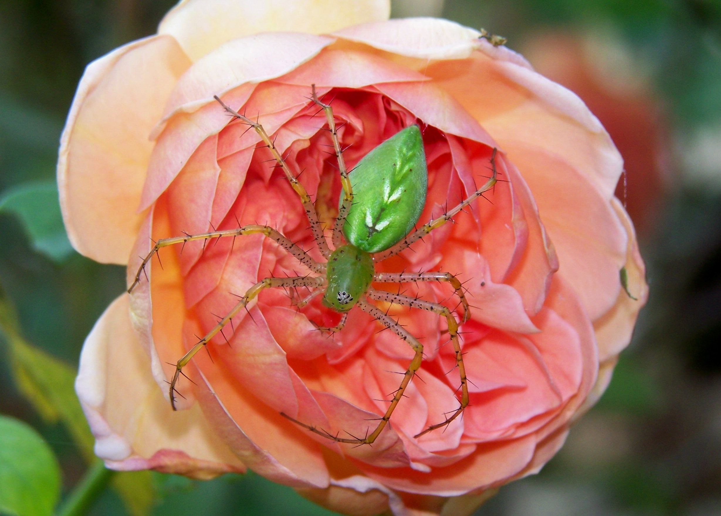 spider