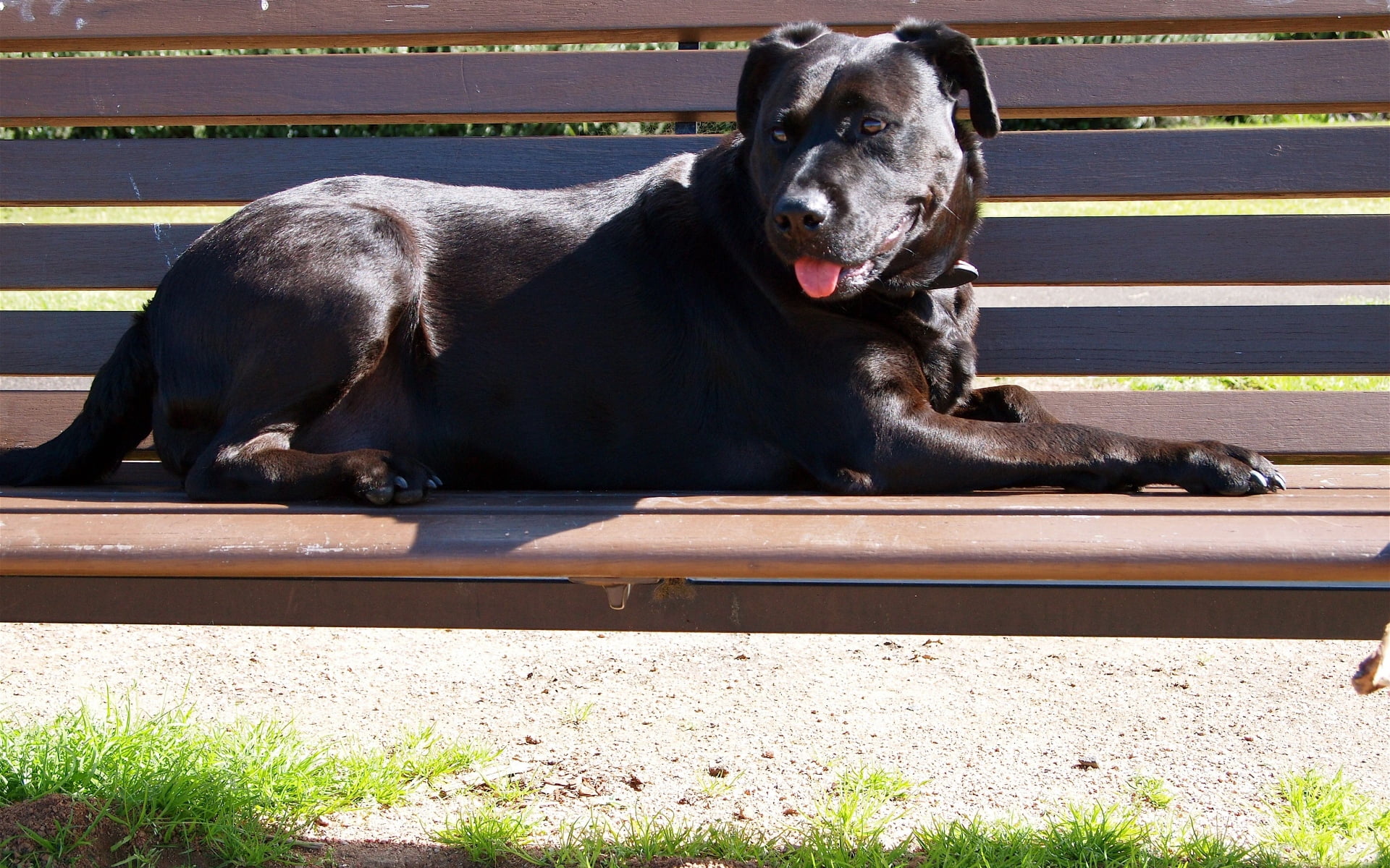 adult black American pit bull terrier, dog, bench, down, protruding tongue