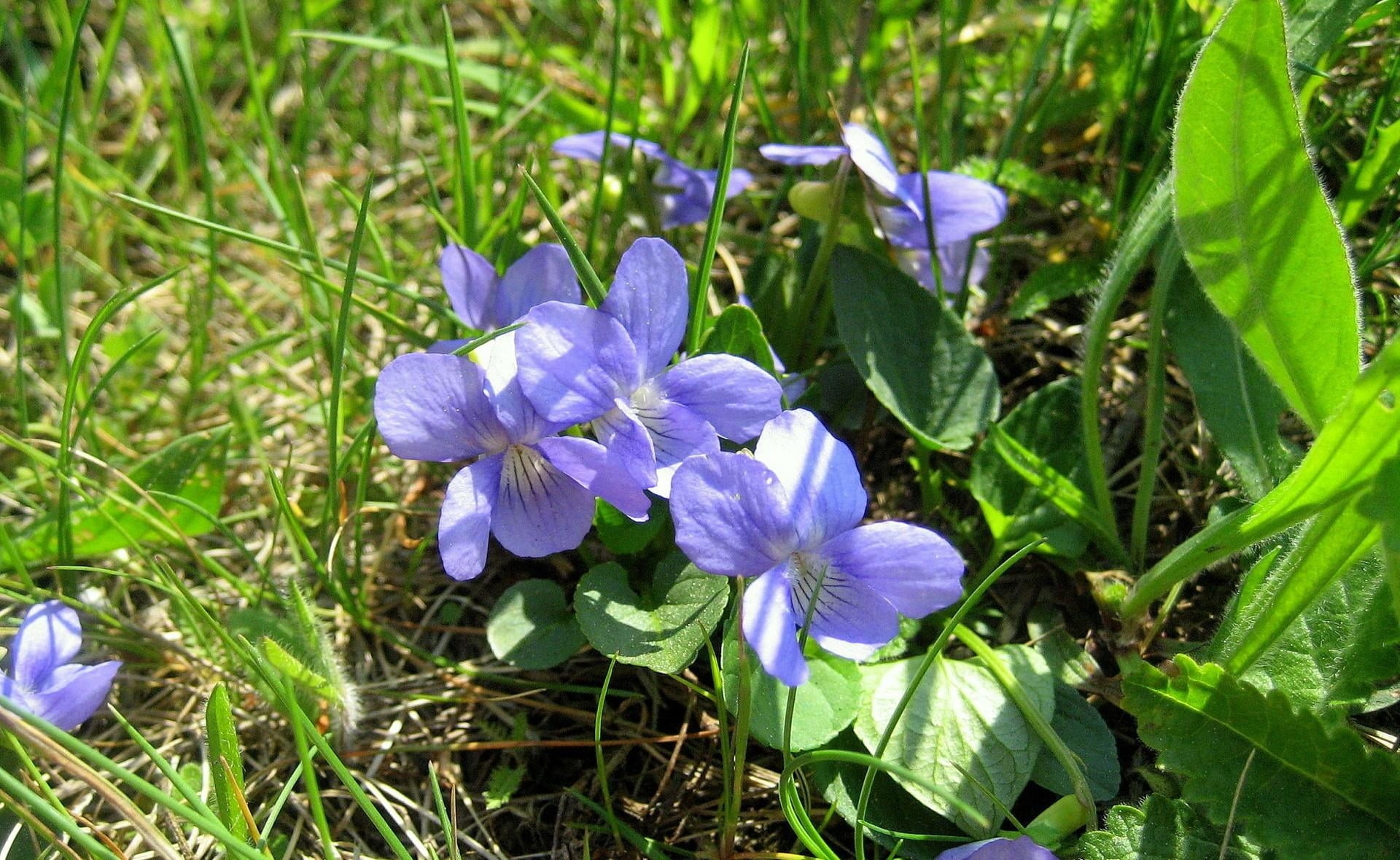 purple petaled flowers, violet, grass, sunny, nature, plant, springtime
