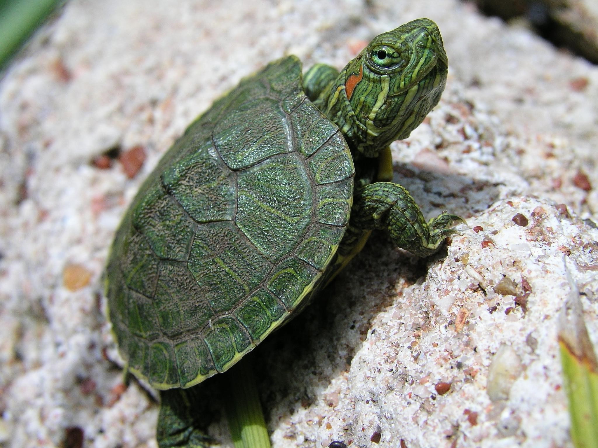 animals, turtle