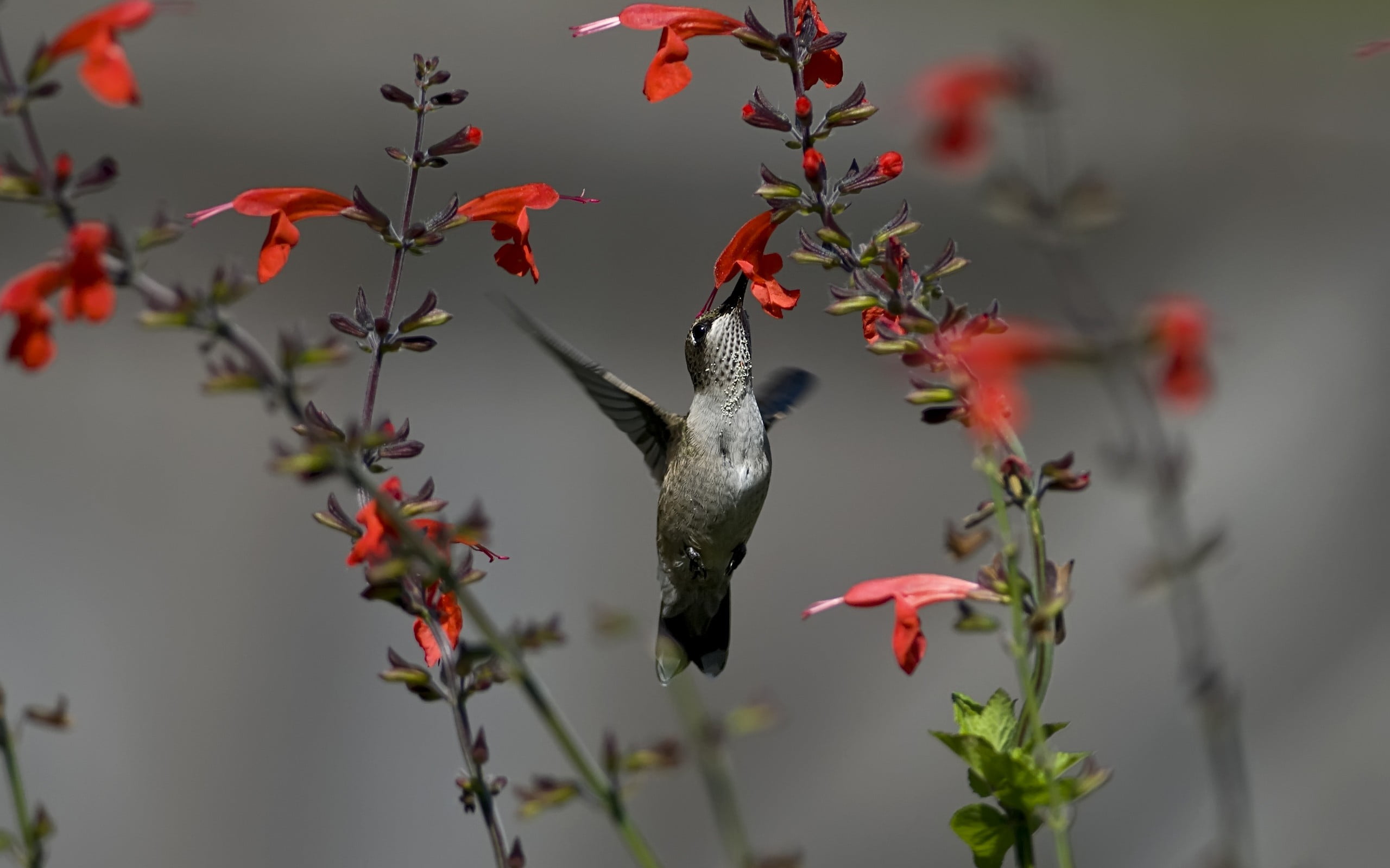 hummingbird, animals, nature, birds, hummingbirds, flowers, animal themes