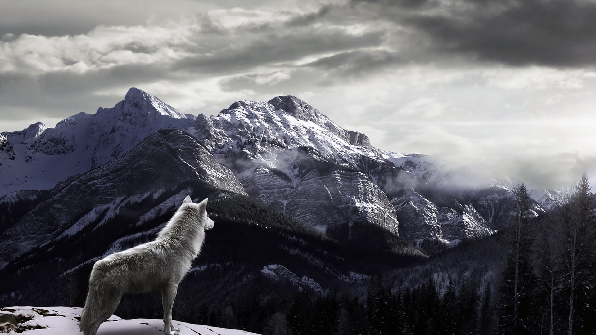 gray wolf, snow, mountains, fog, nature, mountain Peak, landscape