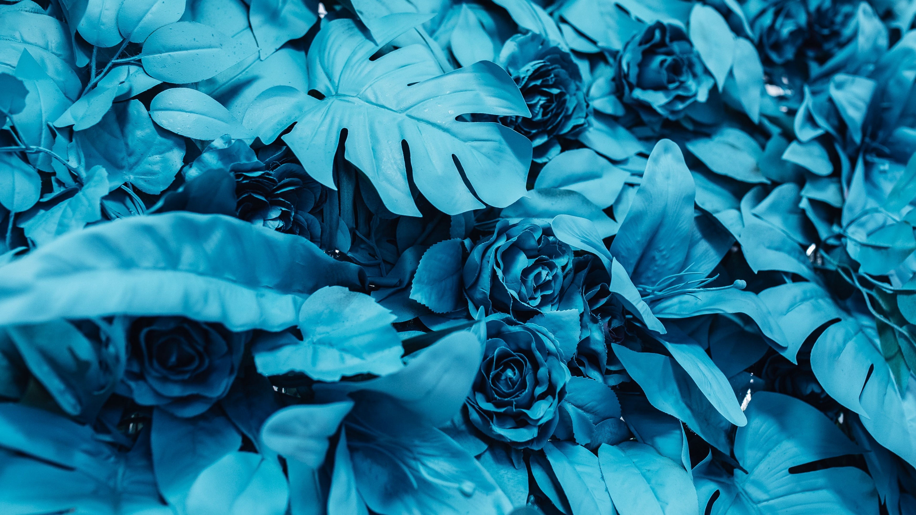 blue flowers, roses, turquoise, blue rose, full frame, close-up
