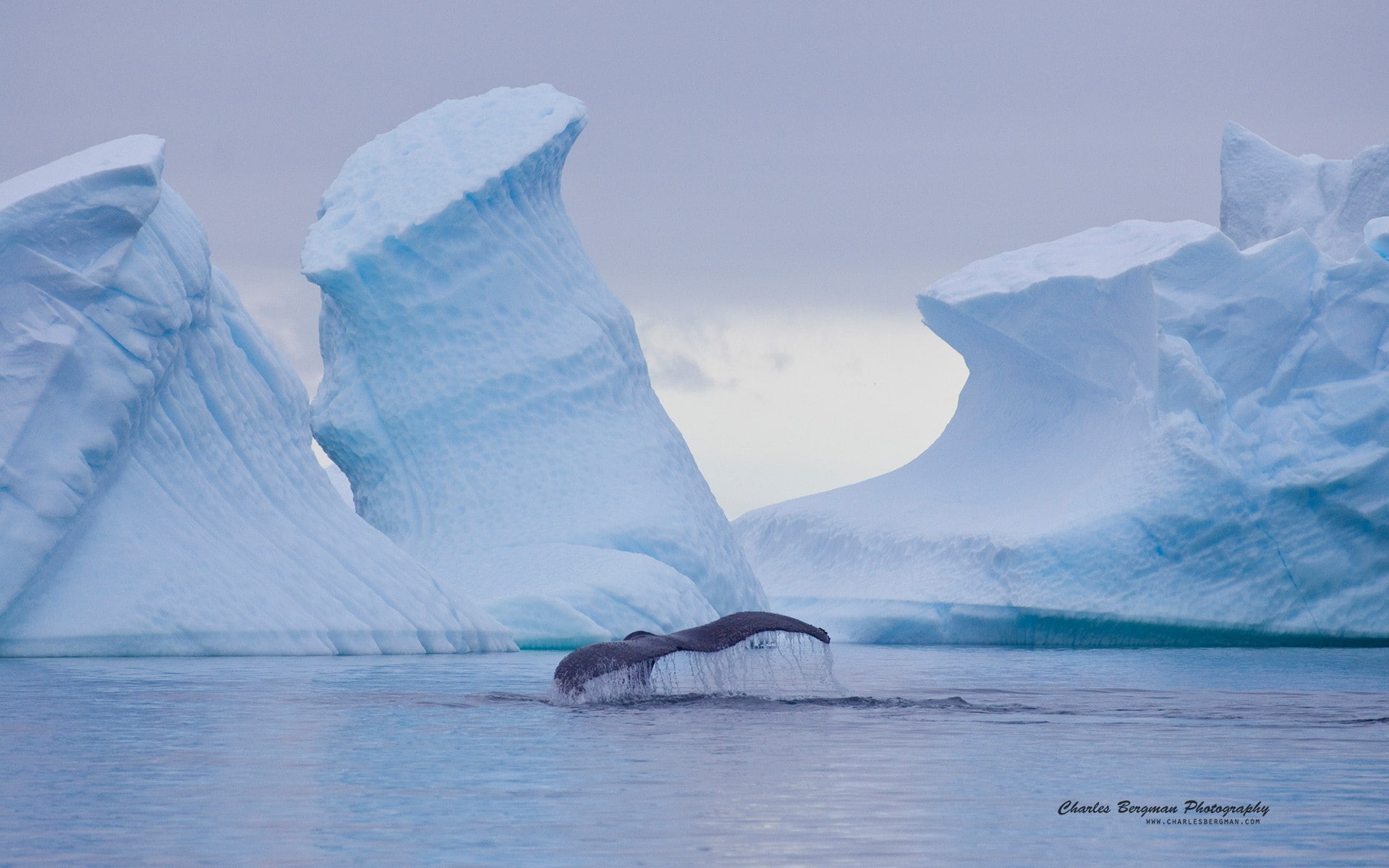 nature, ice, landscape, animals, whale, iceberg, cold temperature