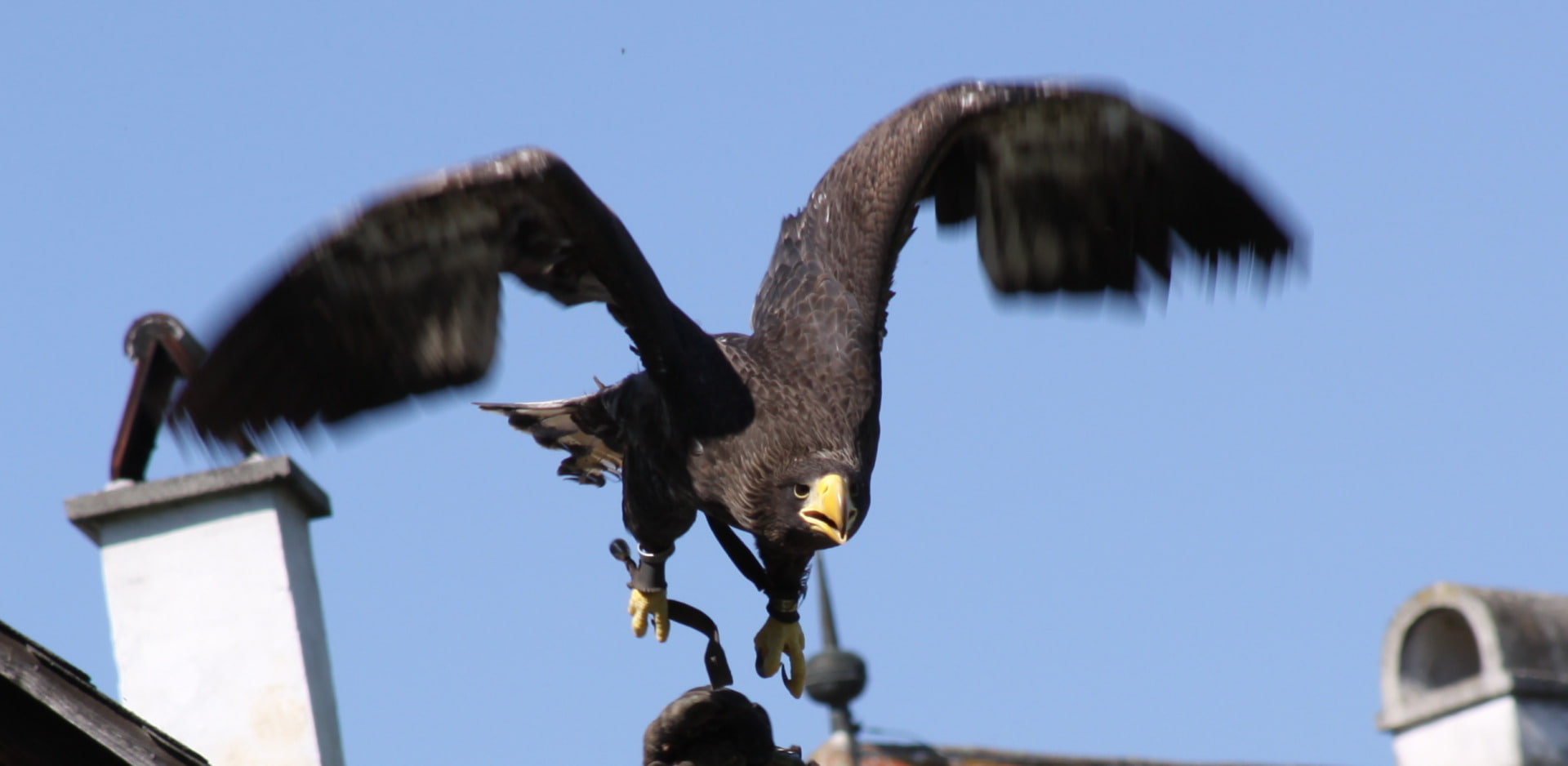 Birds, Eagle