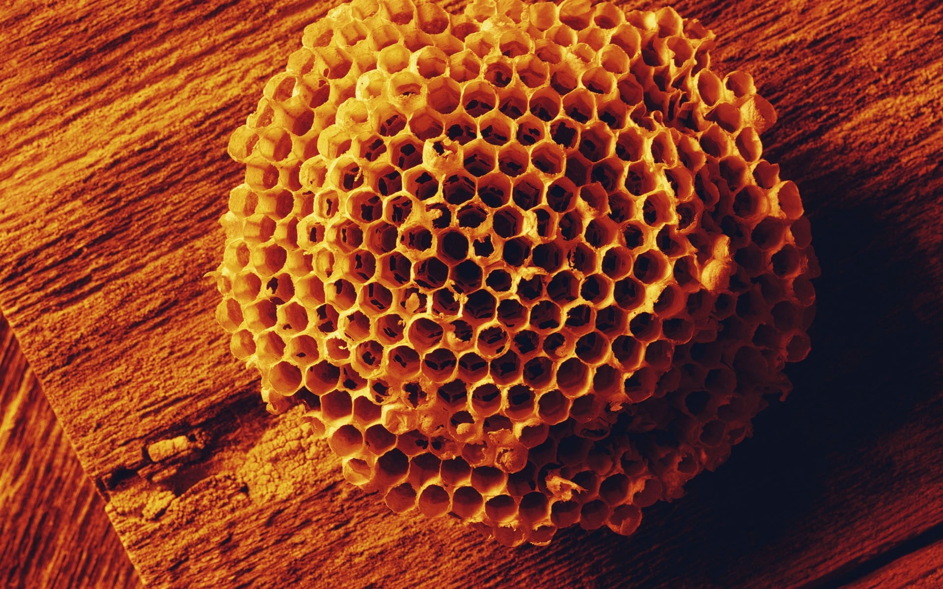 yellow honeycomb, bees, combs, shape, surface, hexagon, beeswax