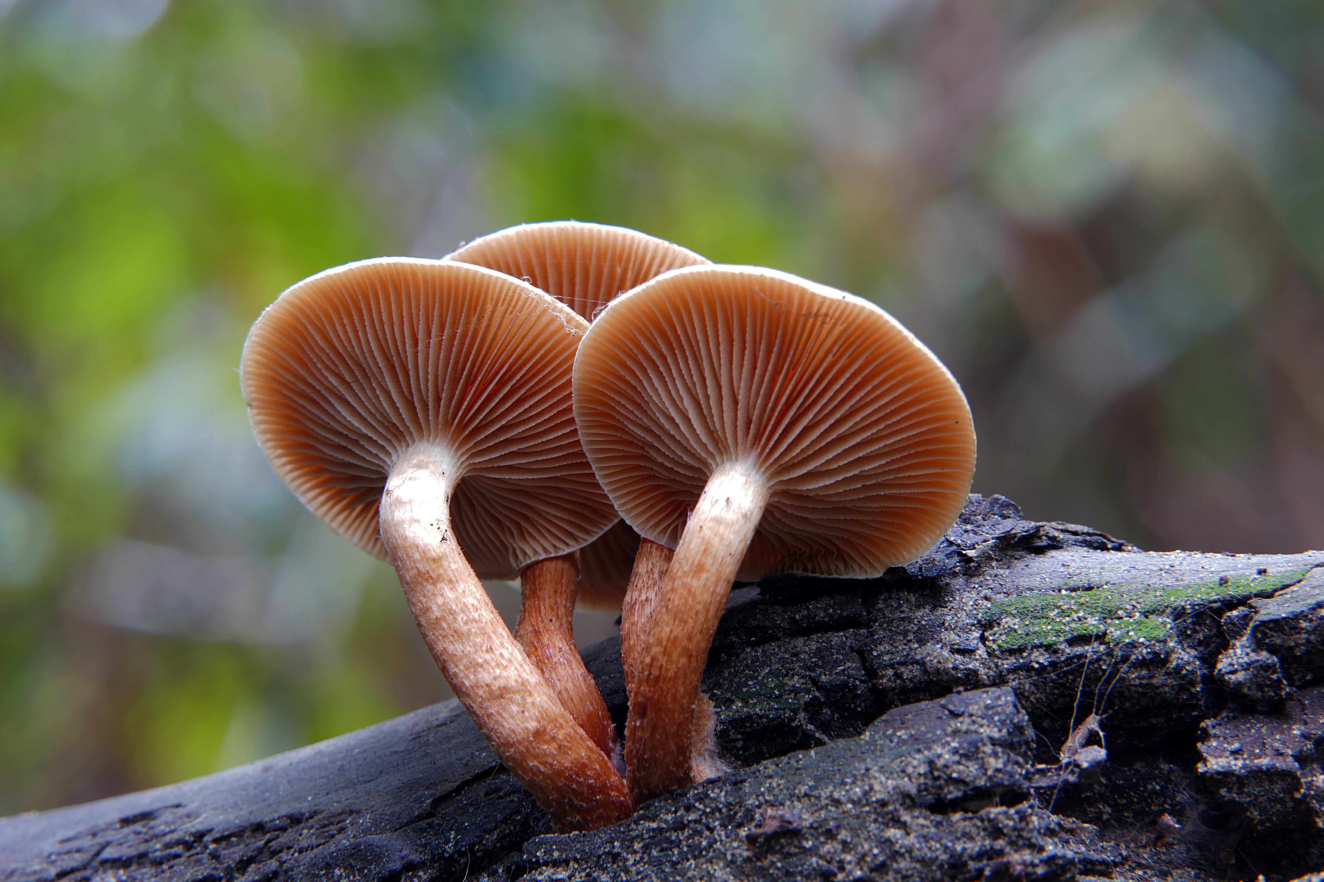 selective focus photography of four brown shrooms, Sulphur, tufts