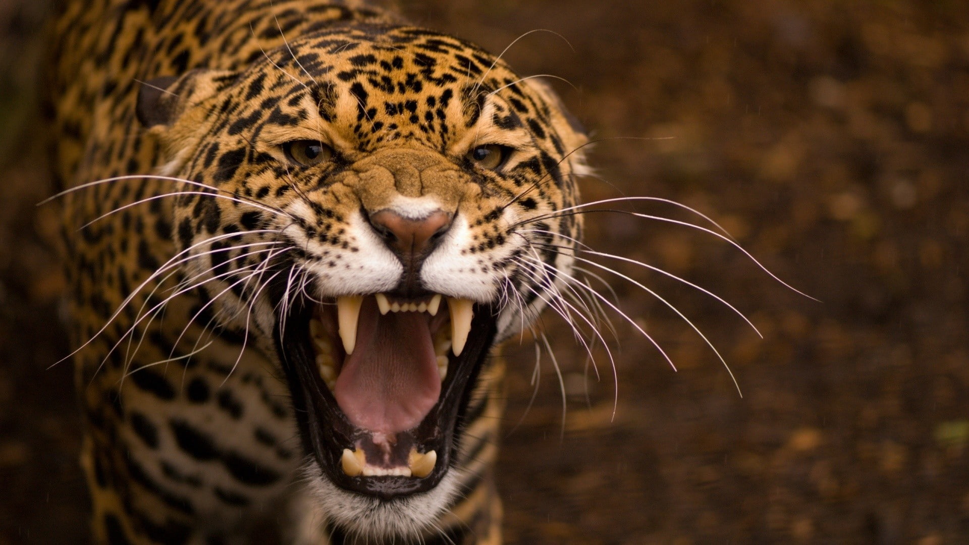 animals, nature, jaguars, leopard, leopard (animal)