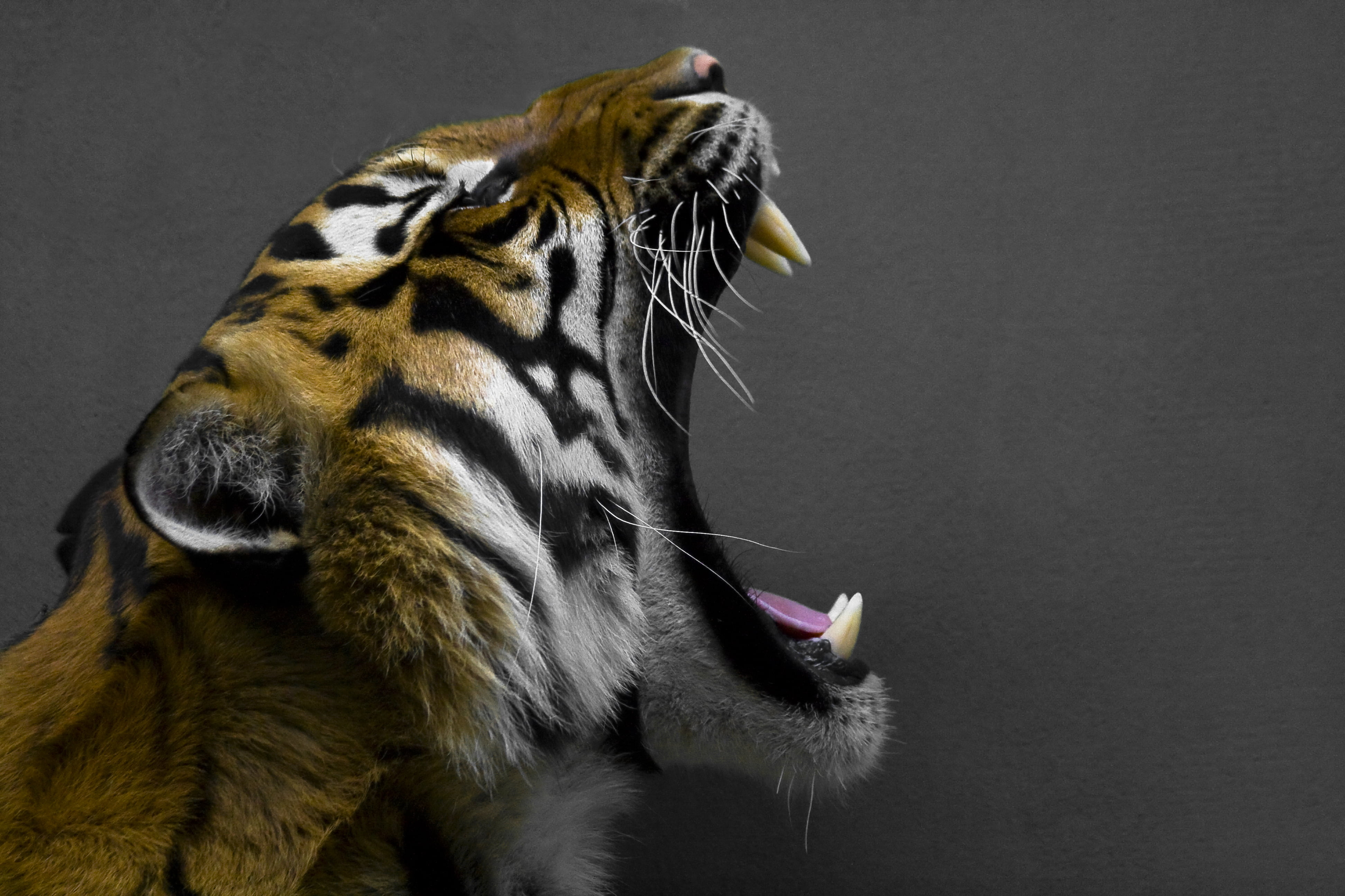 photo of Bengal tiger roaring, Hear Me, Prague, Praha, Czech