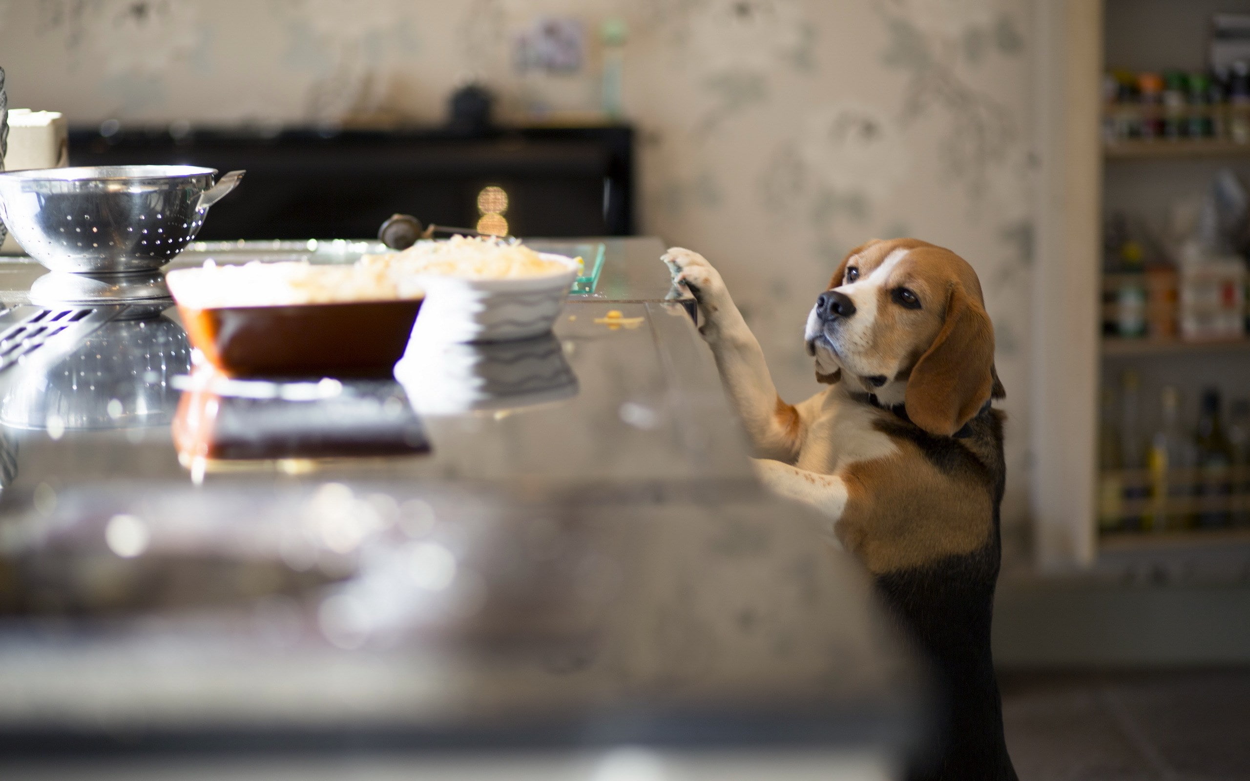 beagle