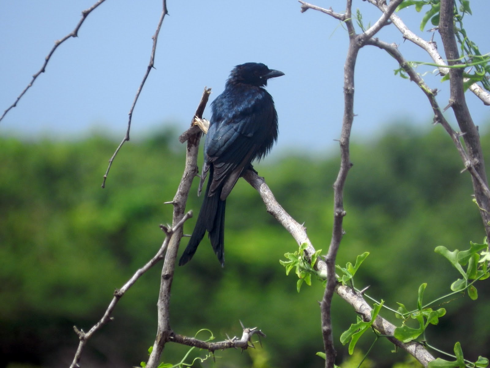 drongo