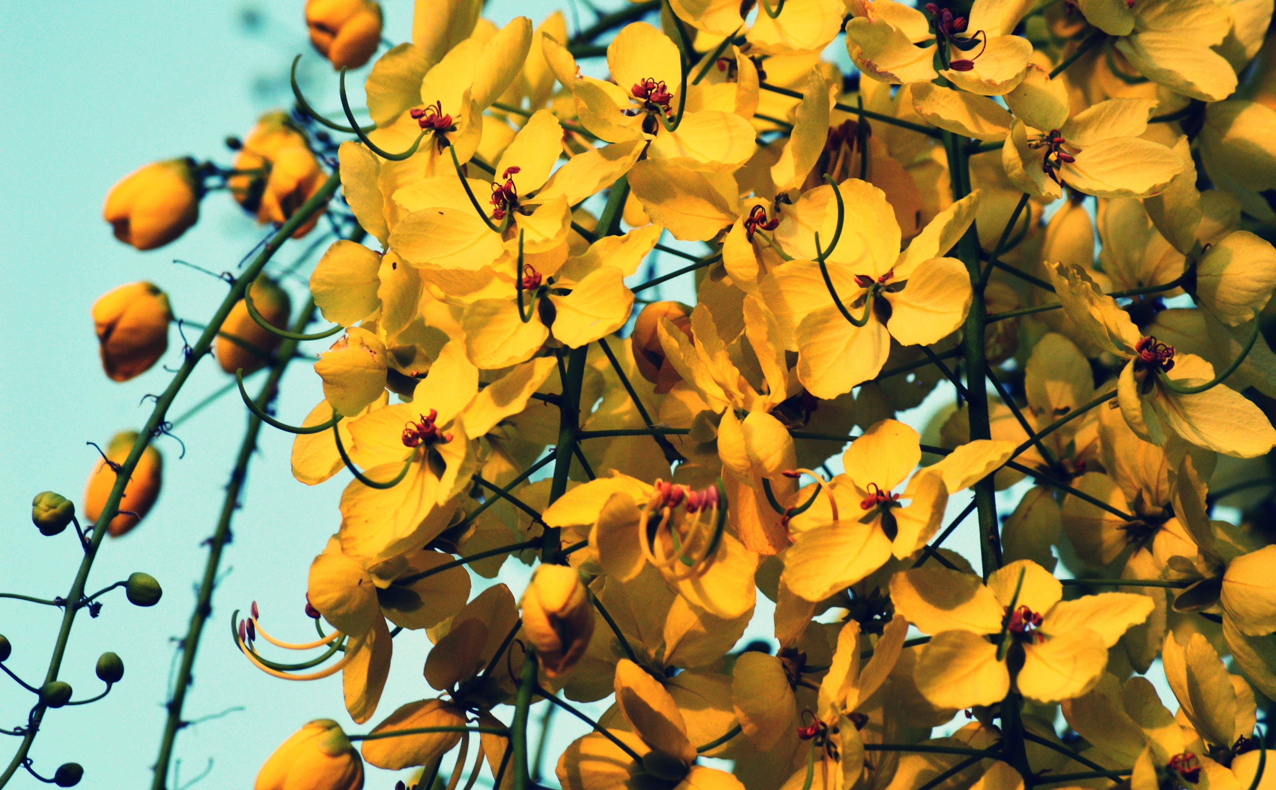 Yellow Flowers, yellow cassia flowers during daytime in close-up photography