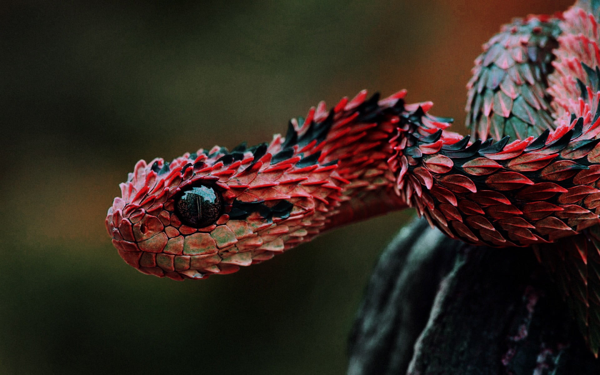 red and black snake, vipers, reptiles, Lizard scales, animals