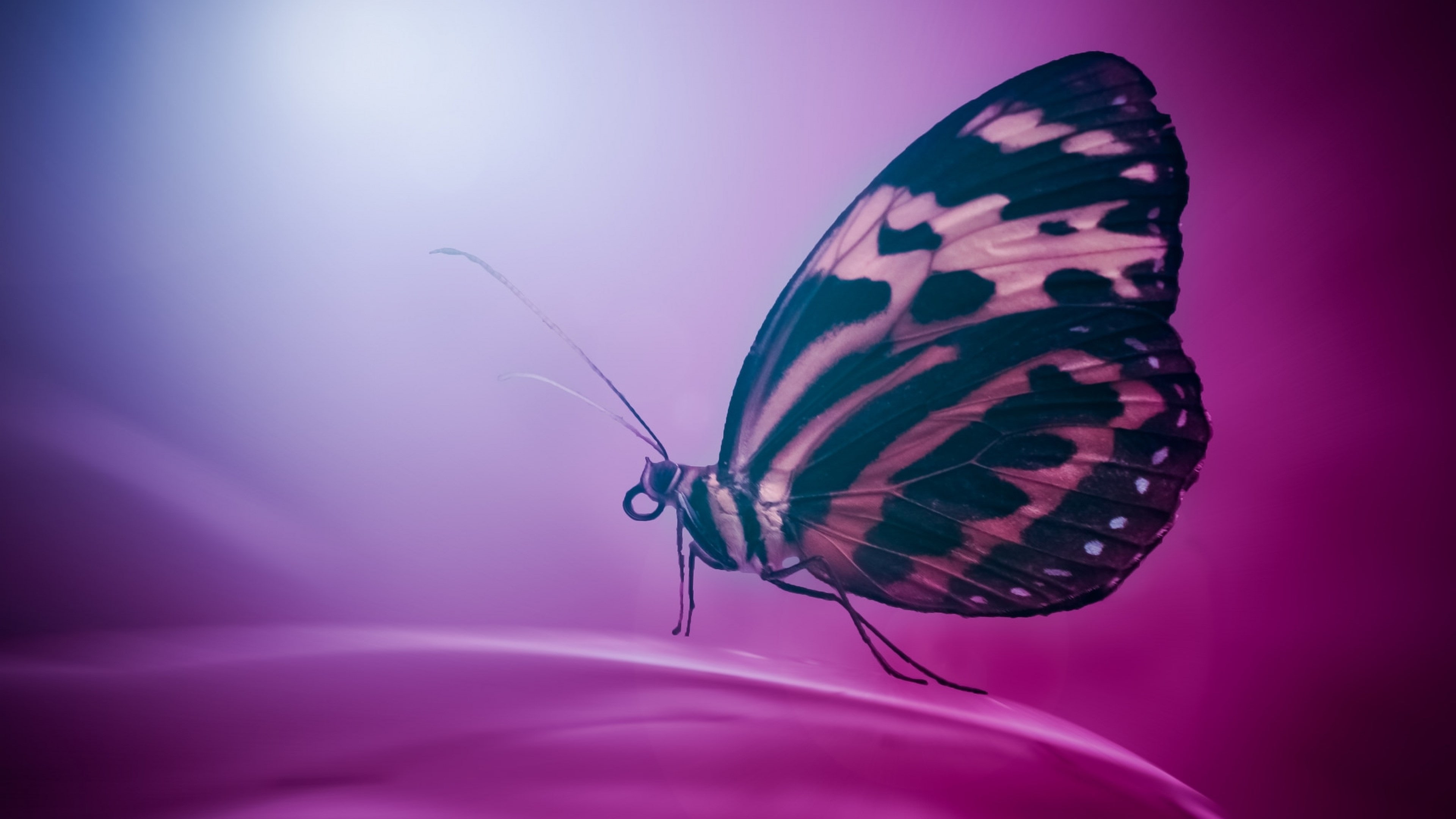 Free download | HD wallpaper: butterfly 4k windows hd | Wallpaper Flare