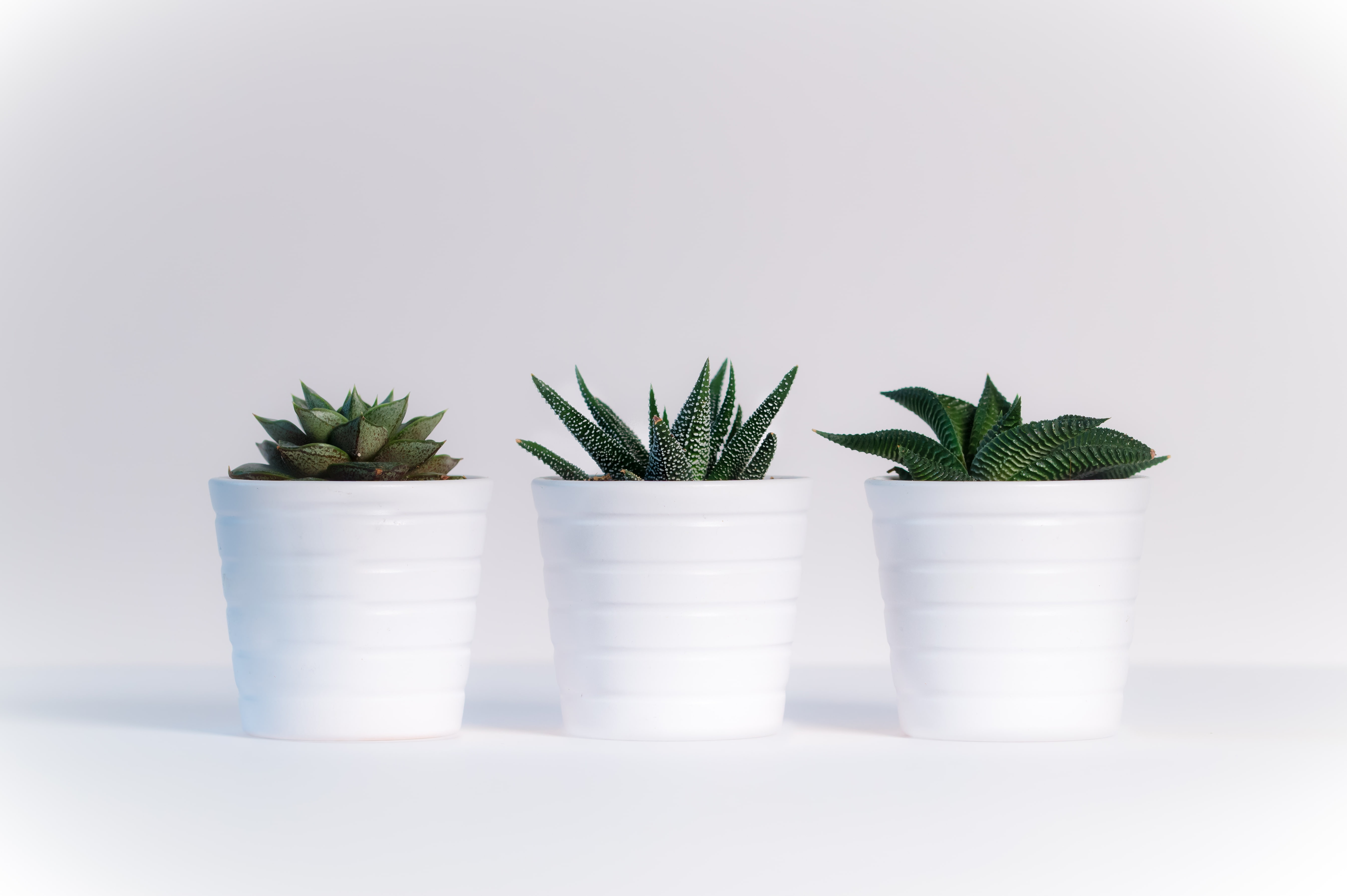 white pots, plants, cactus, Flowers, studio shot, leaf, indoors
