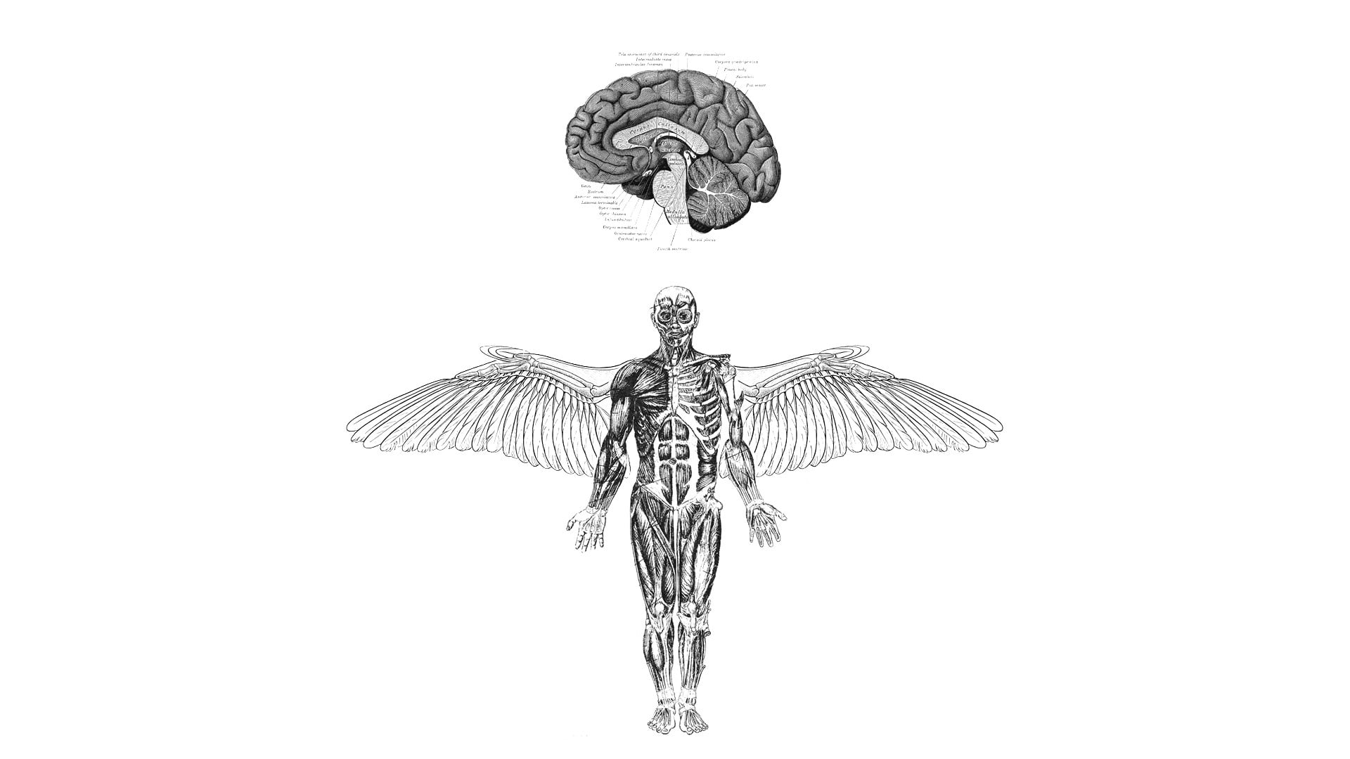man with wing illustration, anatomy, brain, wings, medicine, representation