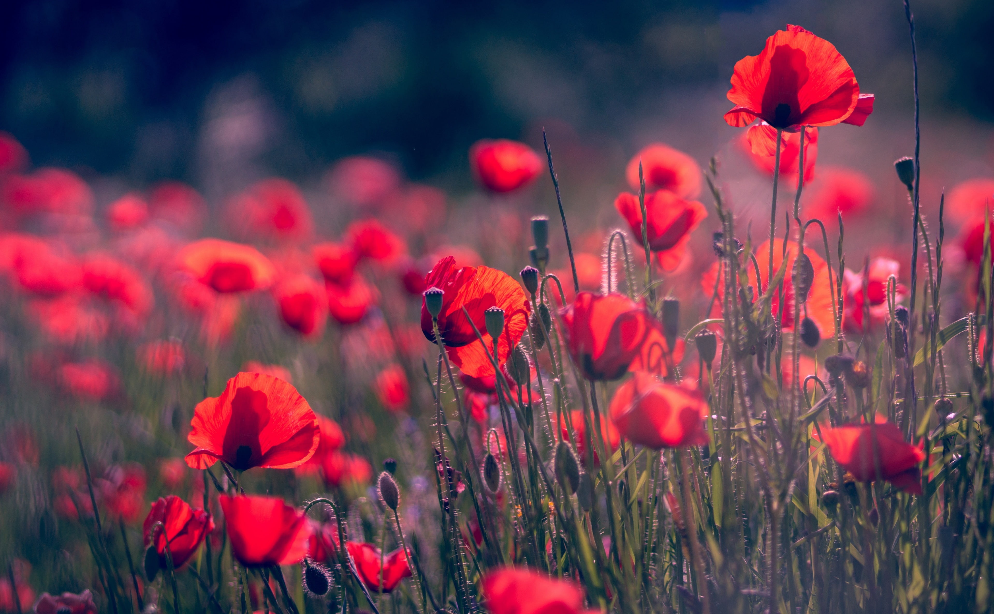 Red Poppies Field, Wild Flowers, Nature, Summer, Plants, Europe