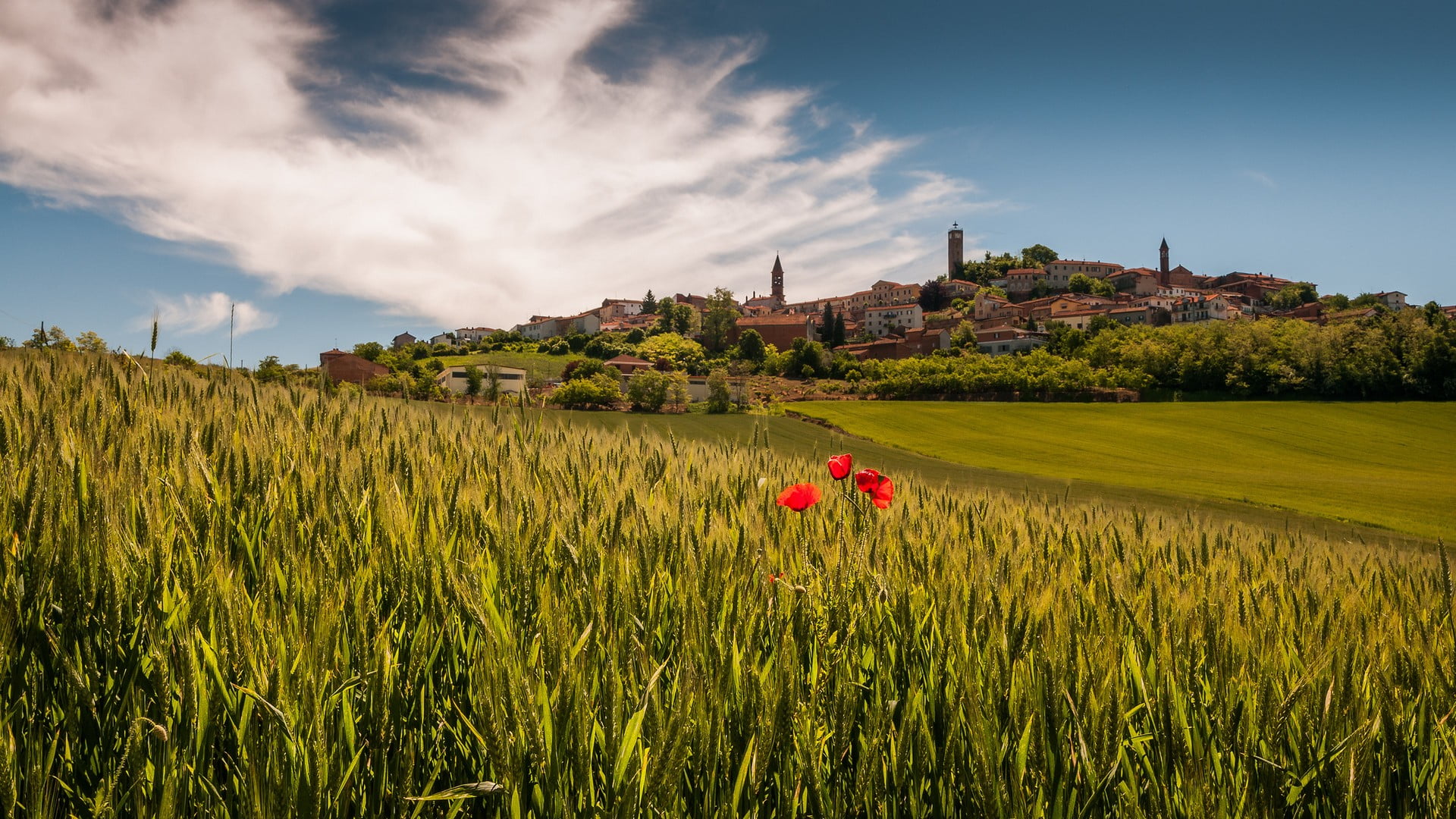 red flowers, nature, Piemont, Italy, town, field, landscape, plant