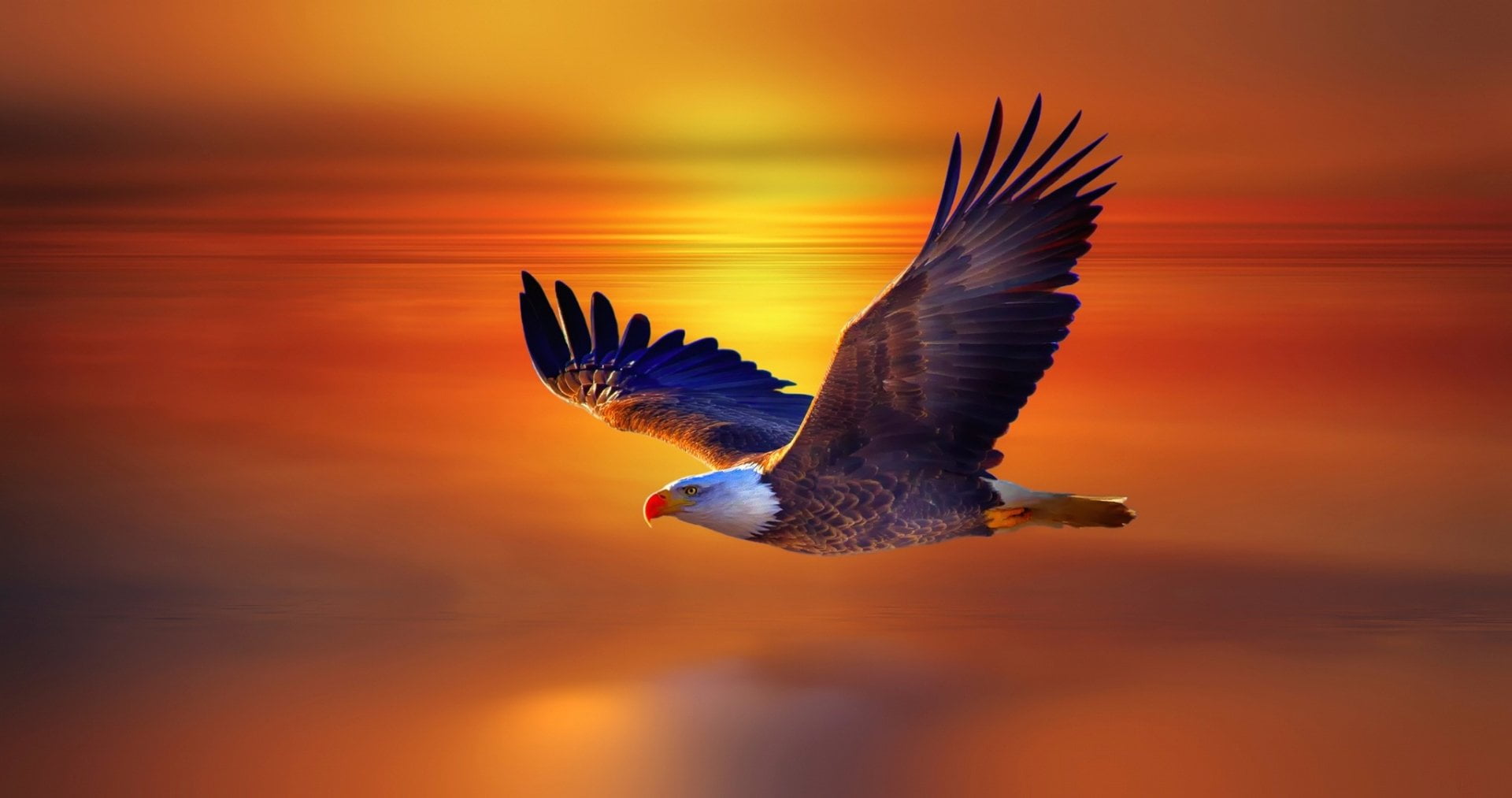 eagle illustration, Birds, Bald Eagle, Flight, Sunset, flying