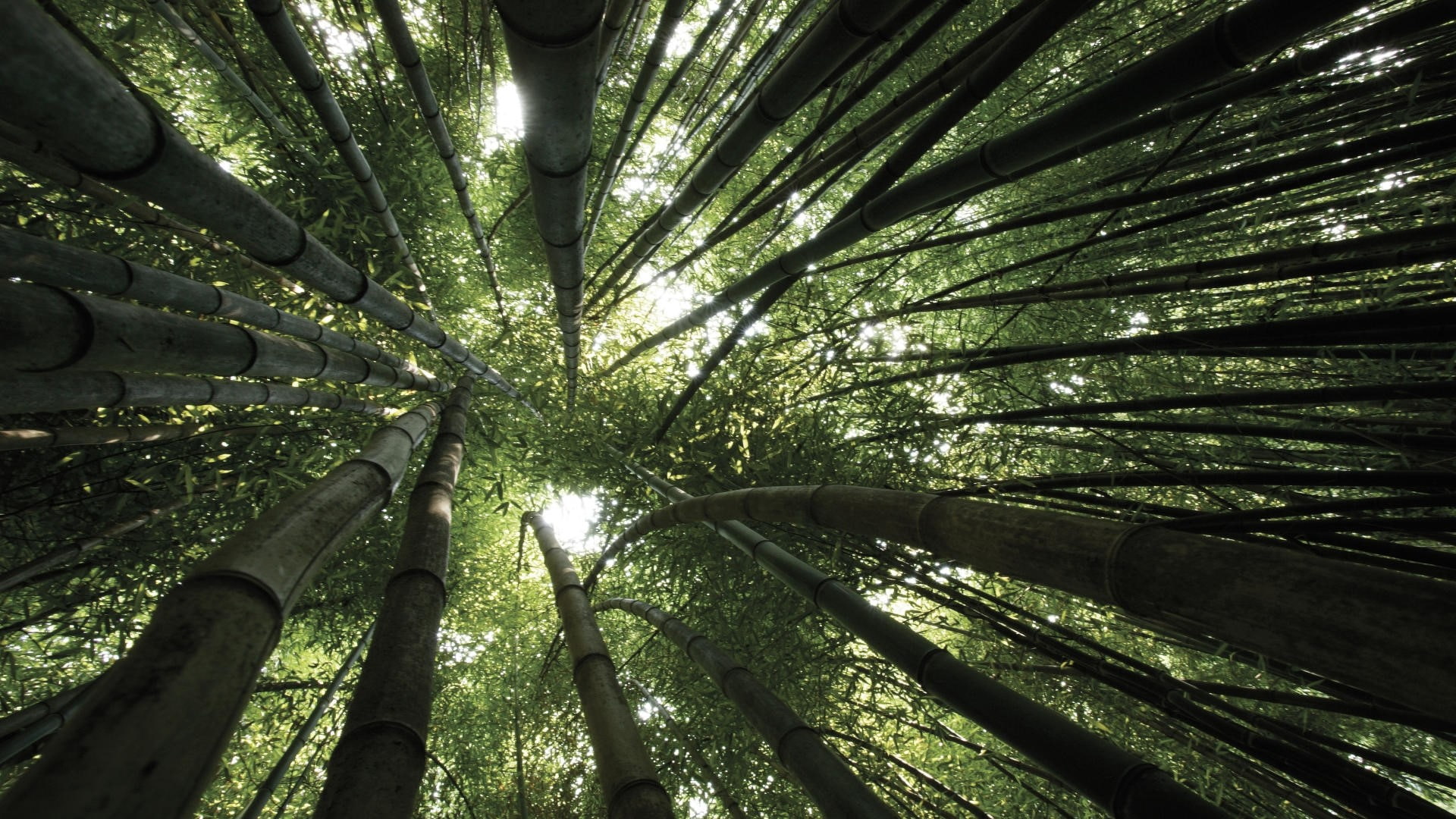 Free Download Hd Wallpaper Bamboo Trees Crones From Below Plant