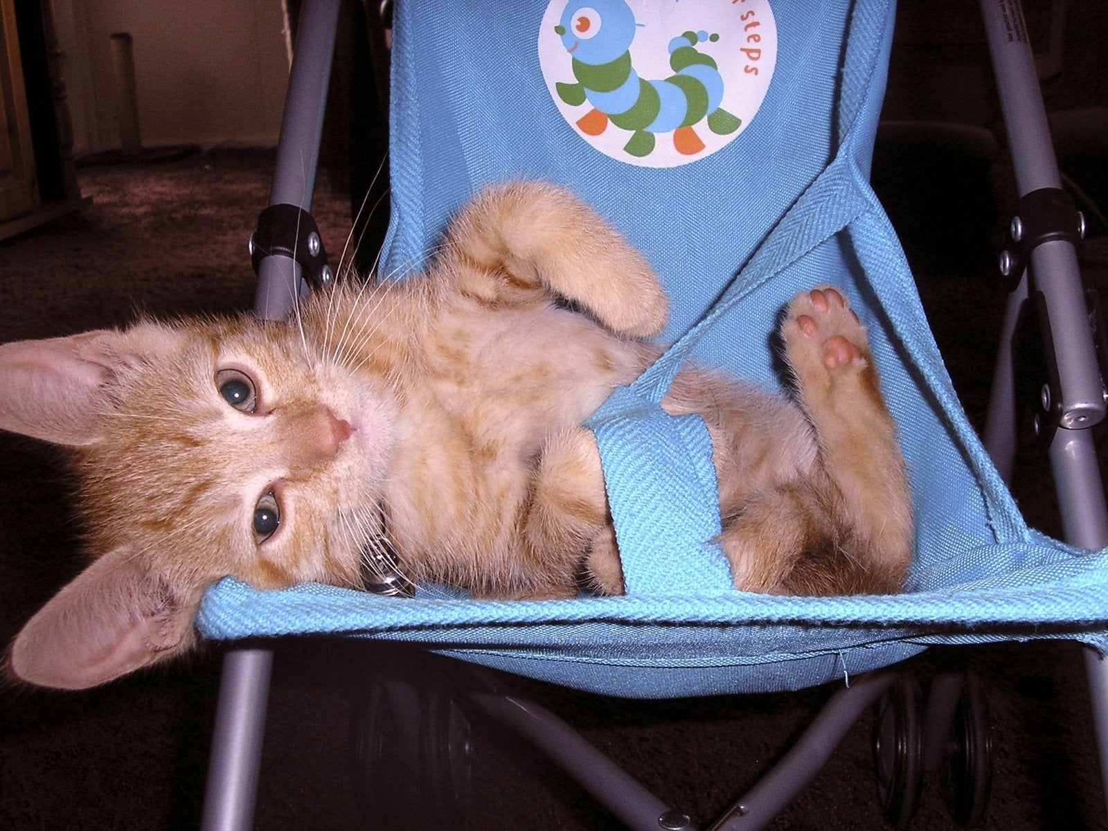 orange tabby cat, kitten, stroller, playful, lie, pets, domestic Cat