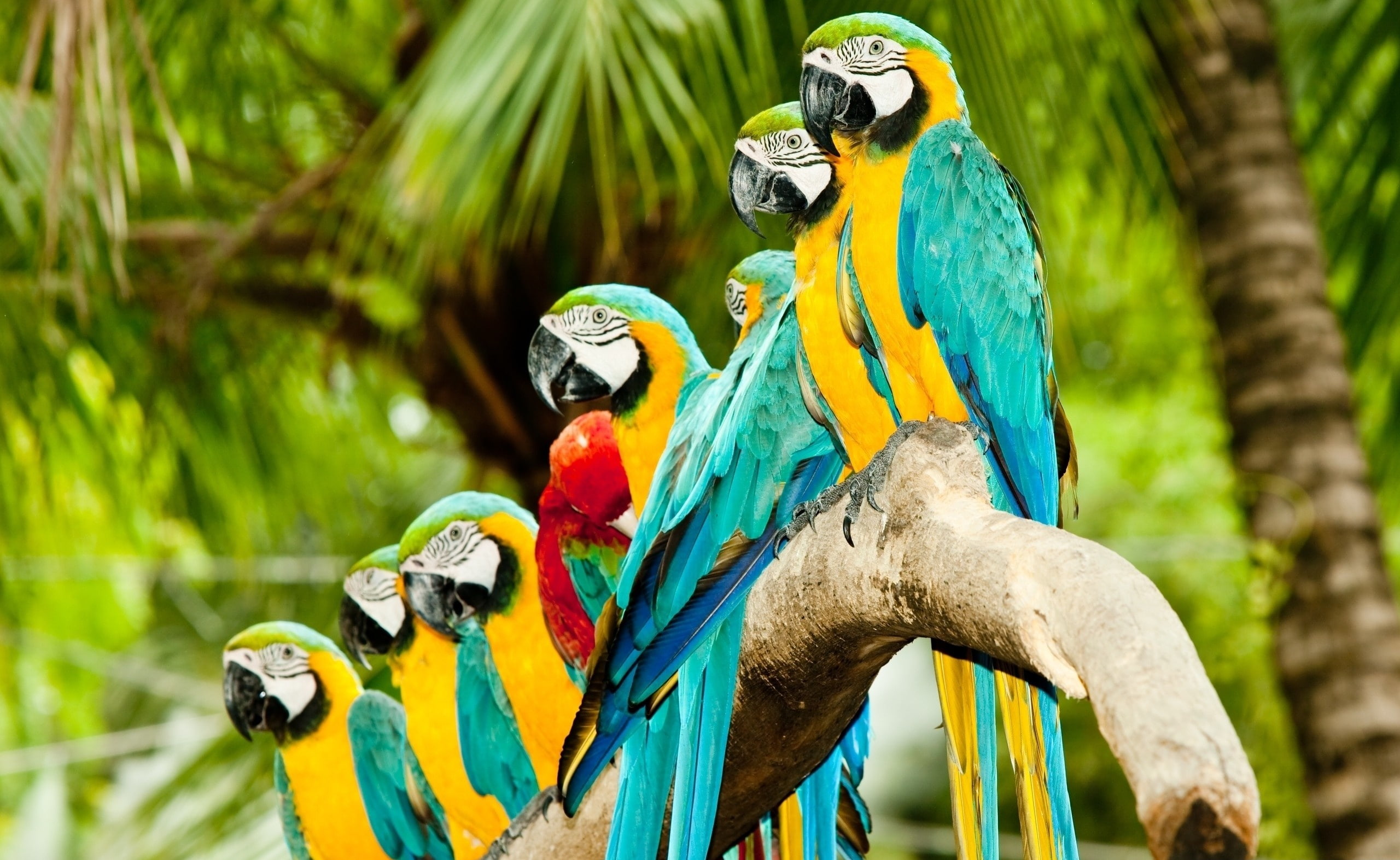 Blue And Gold Macaw Parrots, several yellow-and-blue macaws, Animals