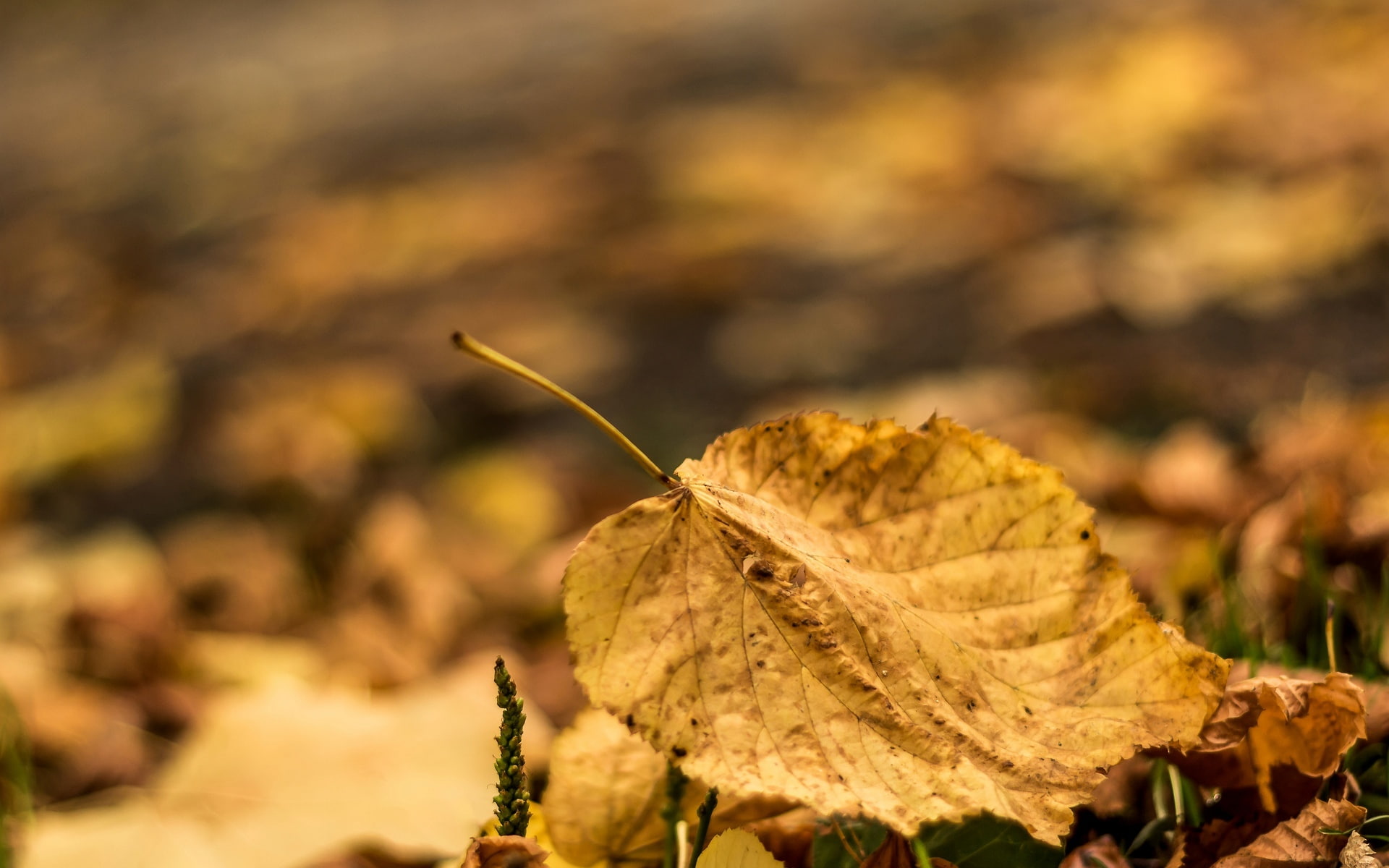 autumn, leaves, macro, background, widescreen, blur, leaf, full screen