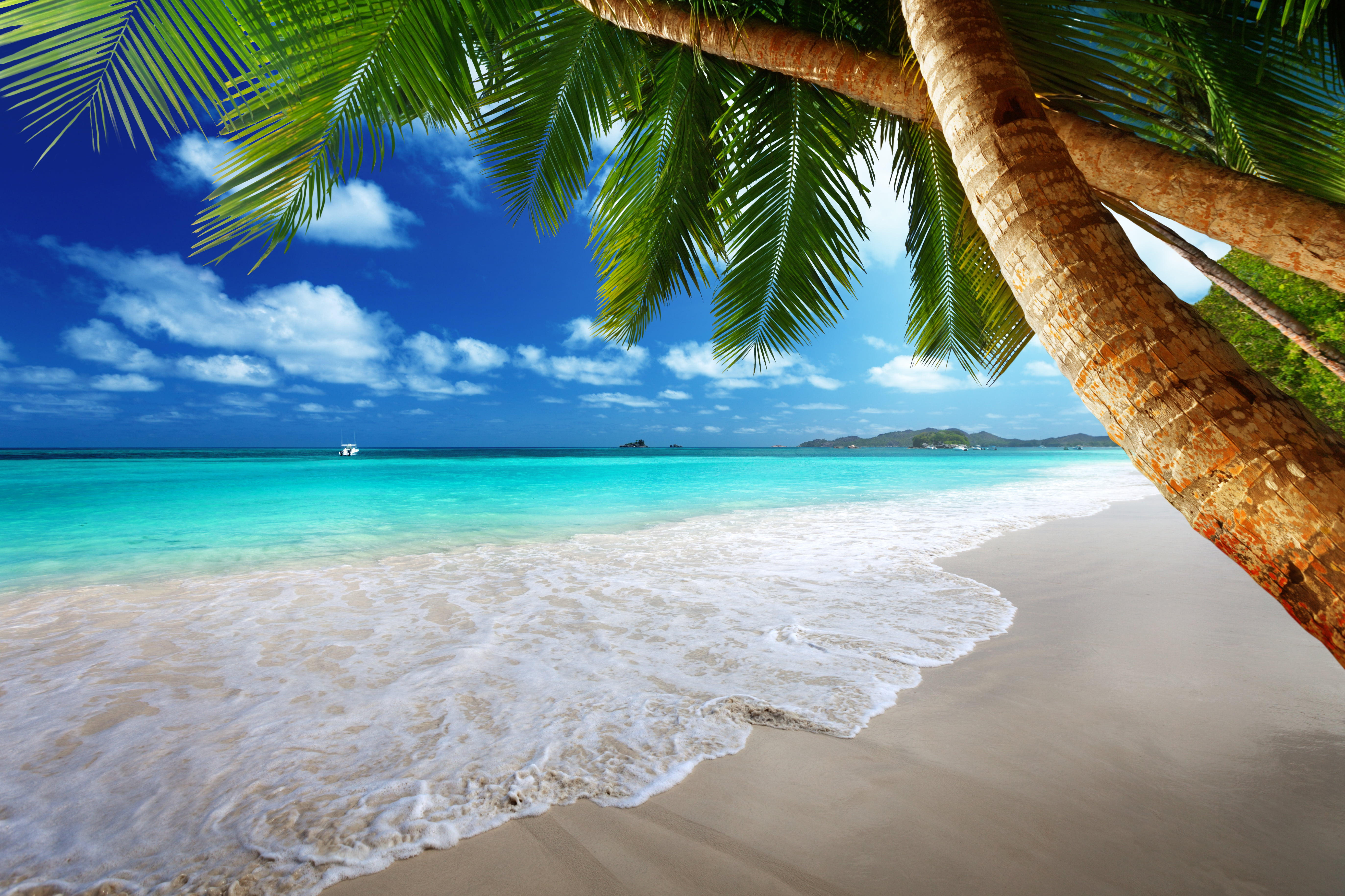 green coconut palm tree, sand, sea, beach, the sun, tropics, palm trees