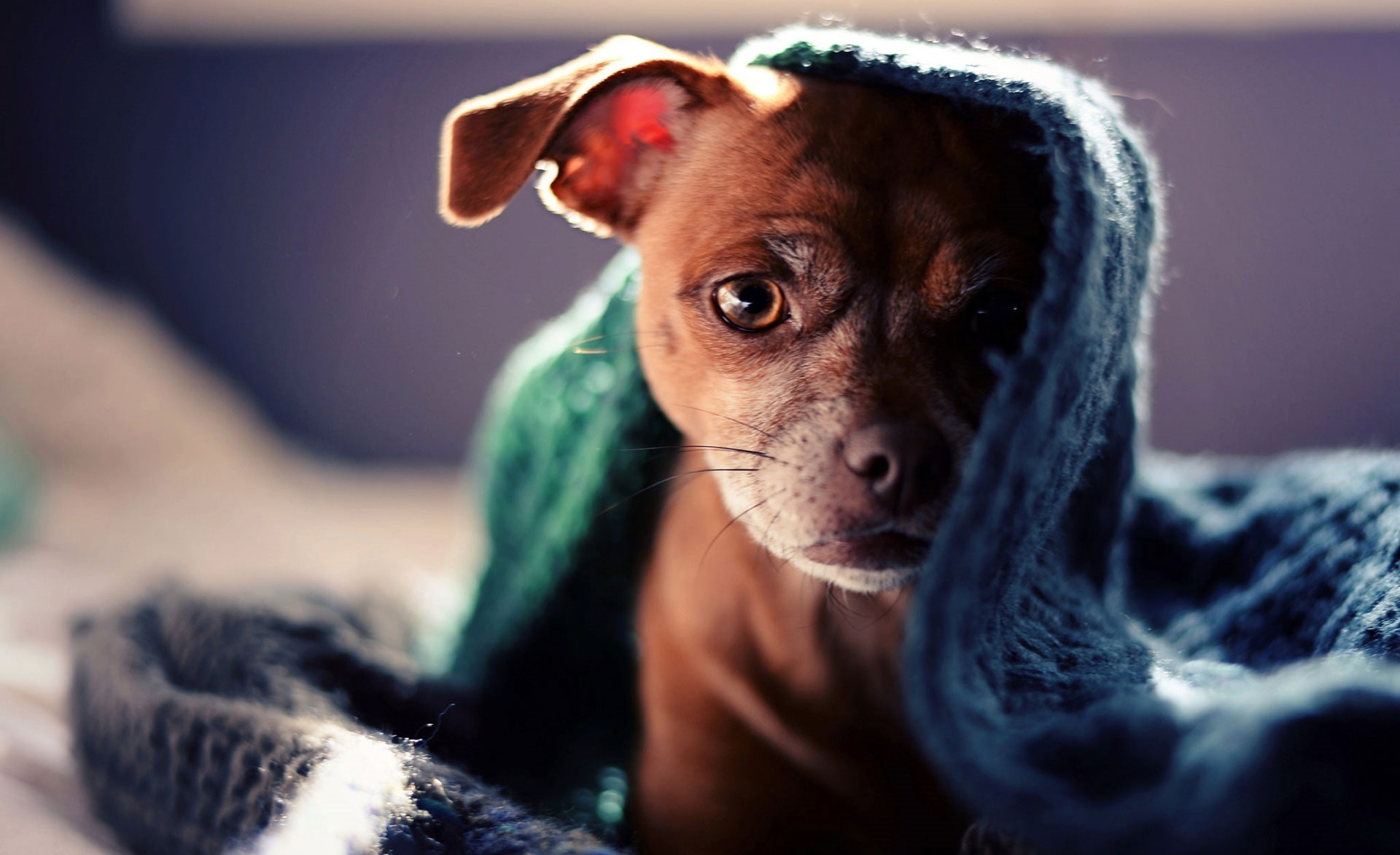 Dog Hidden under Scarf, short-coated tan puppy, Animals, Pets