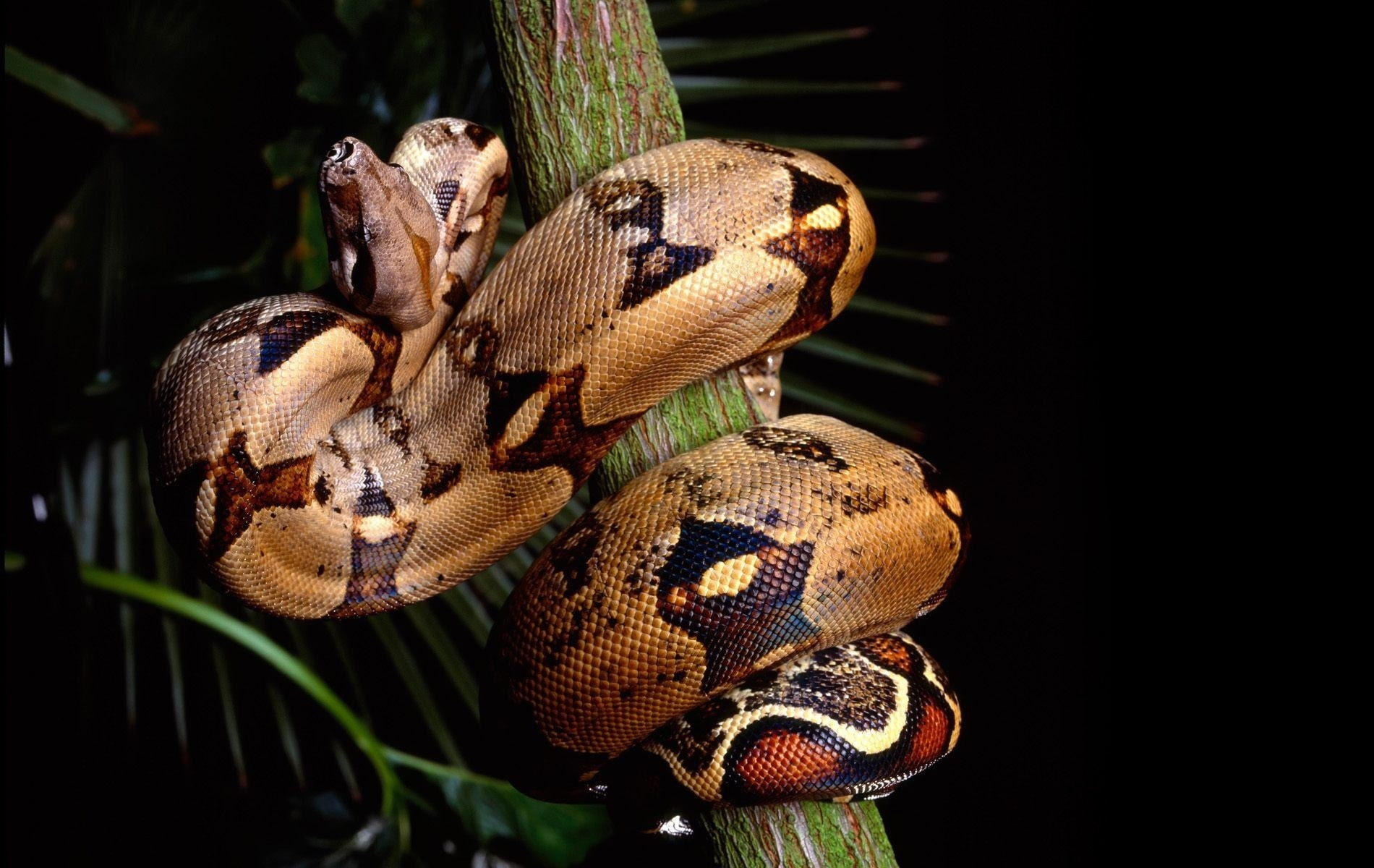 python