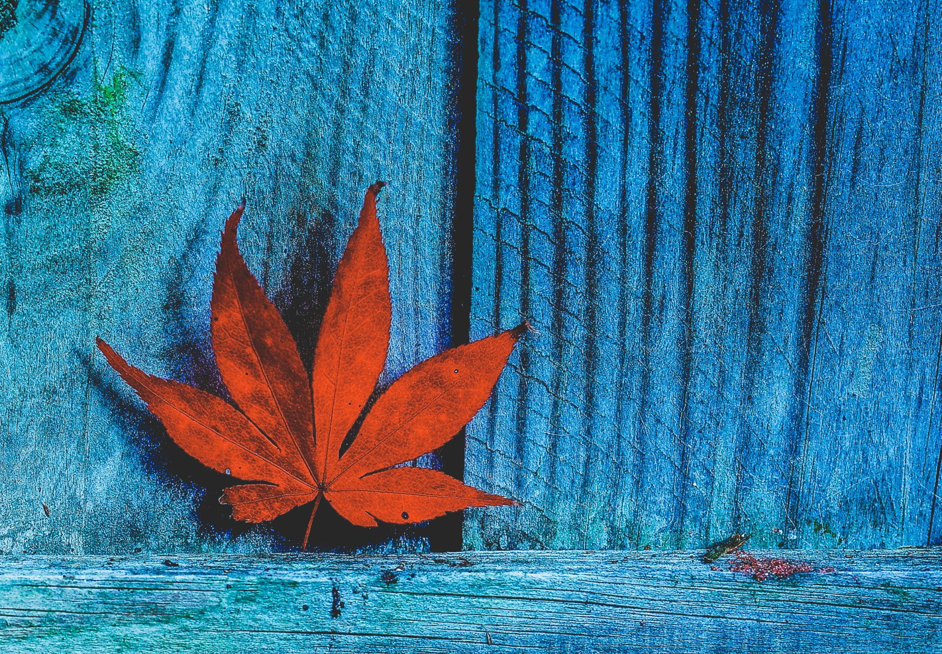 Earth, Leaf, Fall, Maple Leaf, Nature