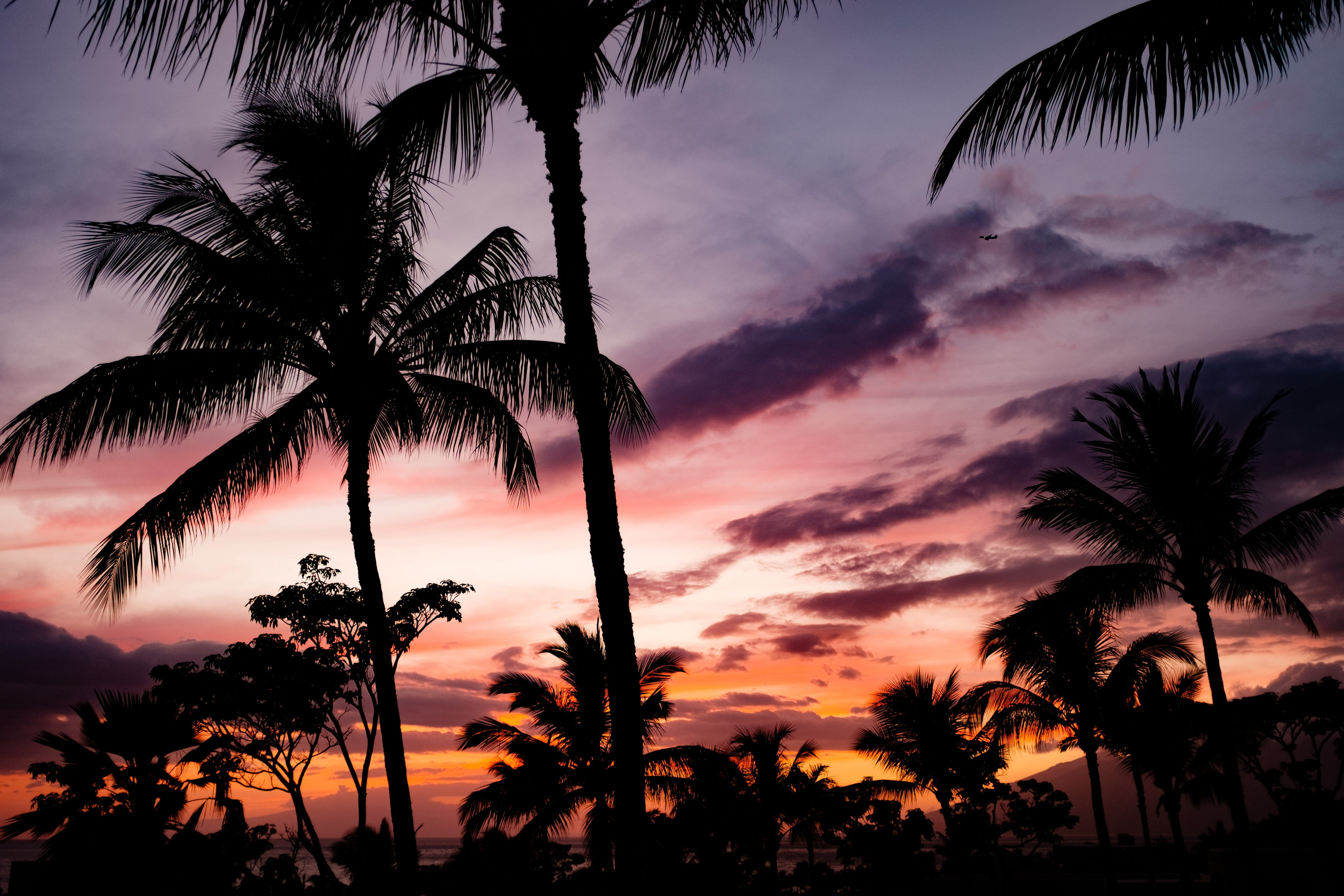 nature, trees, palm trees, sky, clouds, sunlight, tropical climate