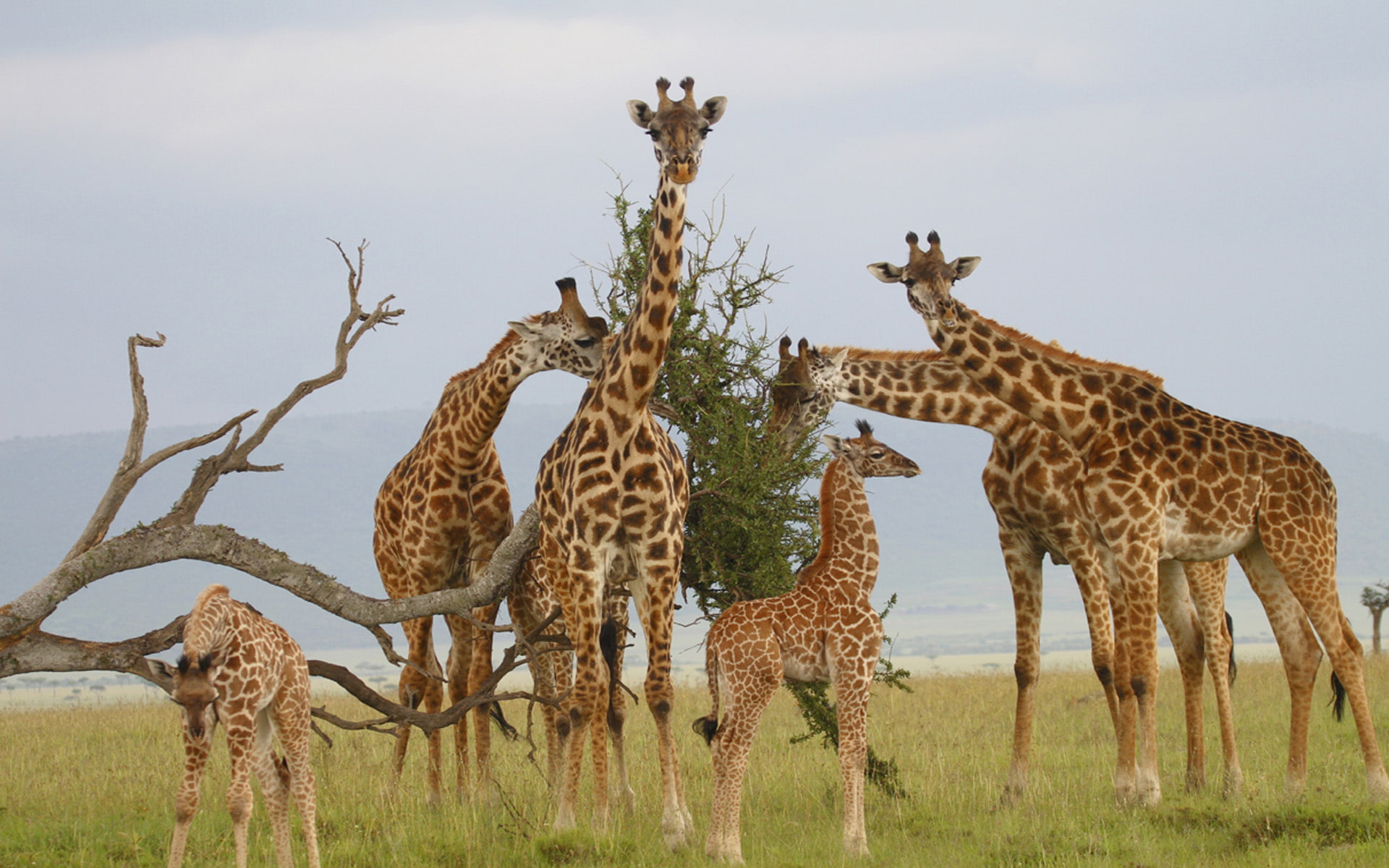 Giraffes Family Pups Dried Wood Dry Savannah Grass Wallpaper Hd For Desktop