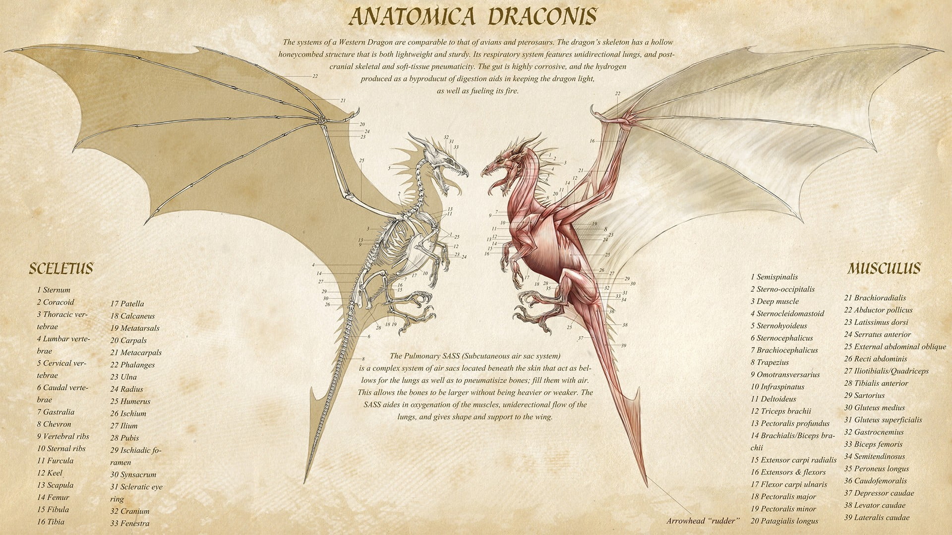 Anatomica Dragons wallpaper, fantasy art, infographics, text